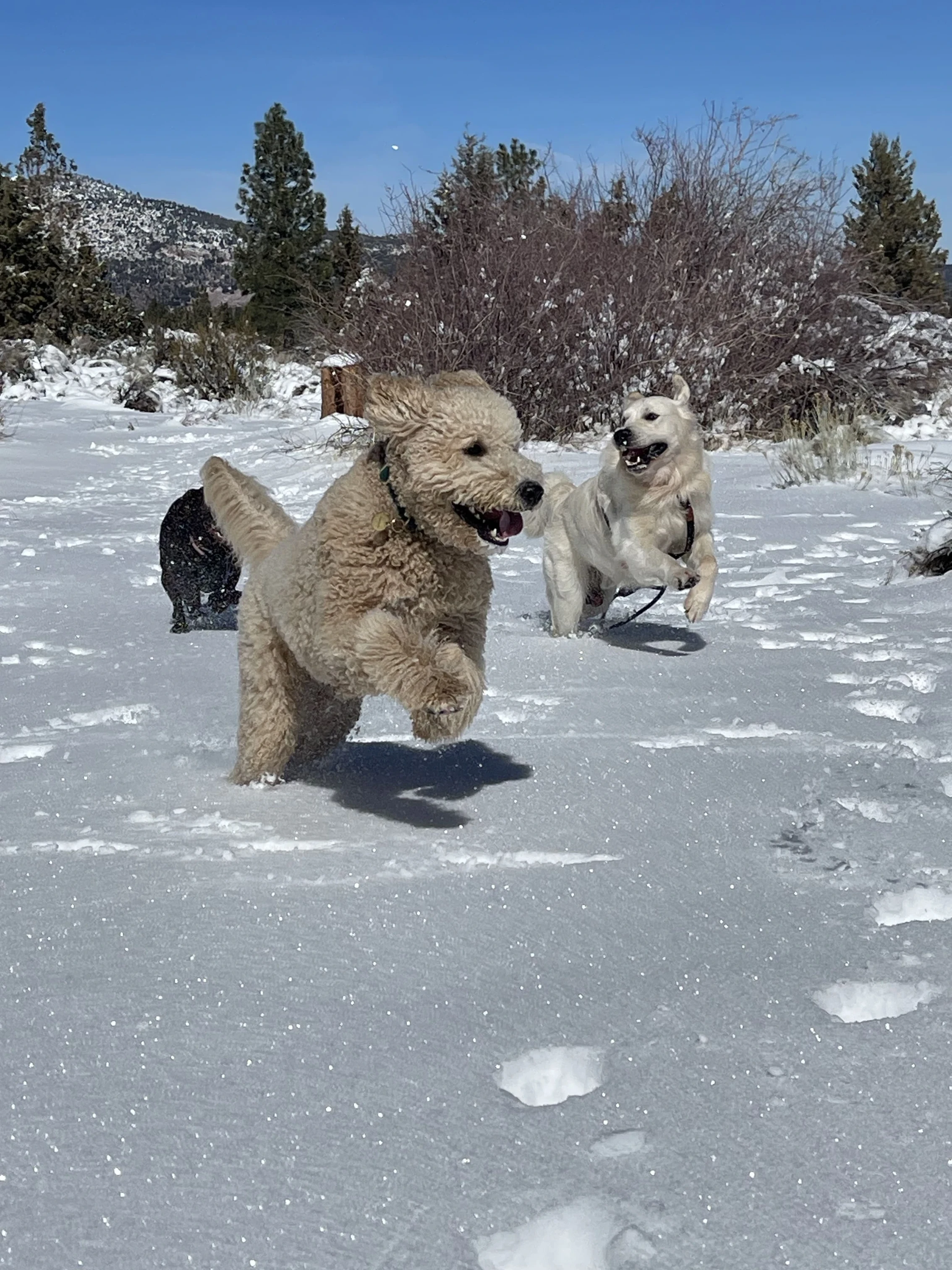 Doodle bounding through fresh snow with two packmates behind