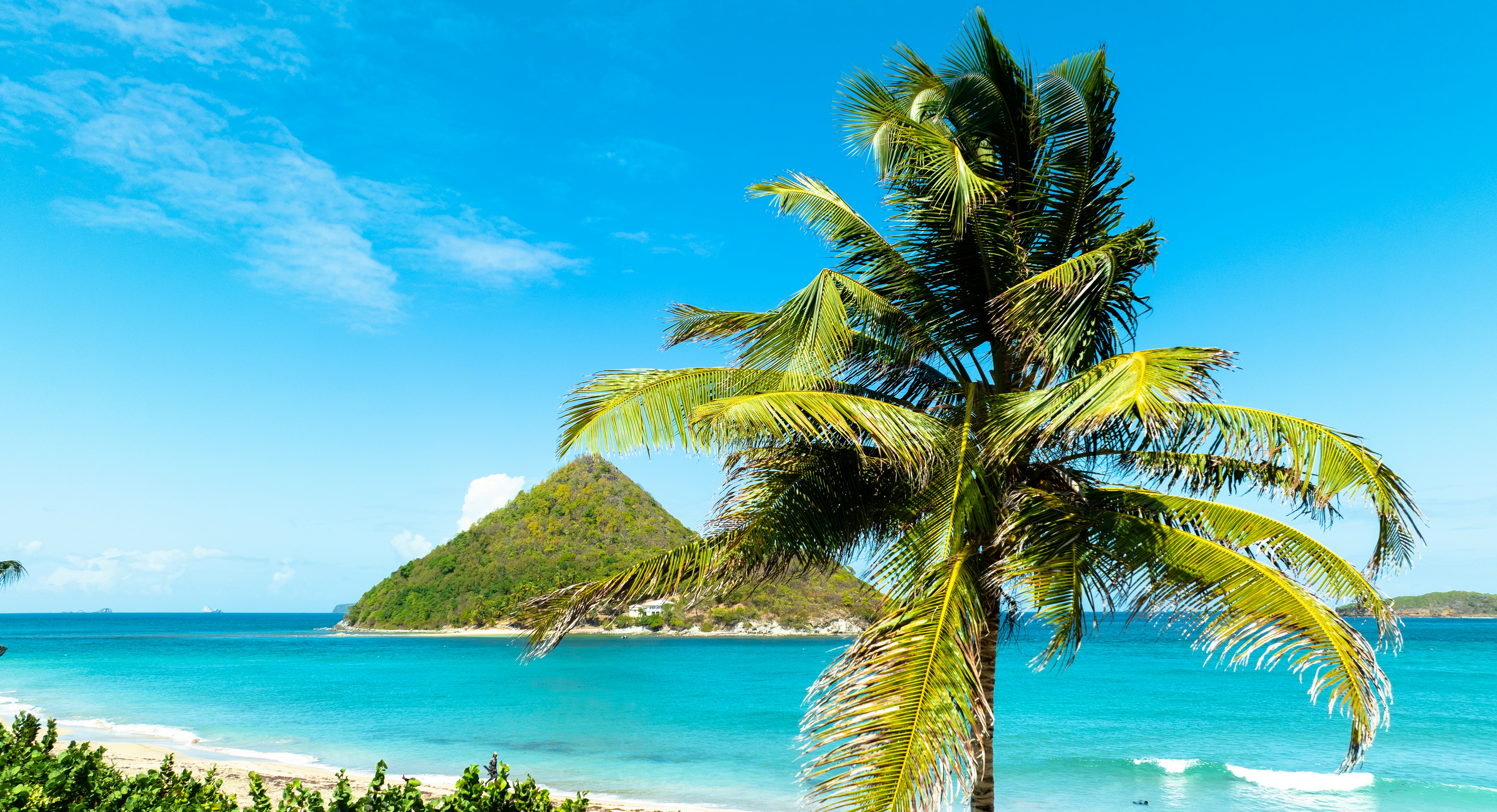 A palm tree sitting on top of a sandy beach