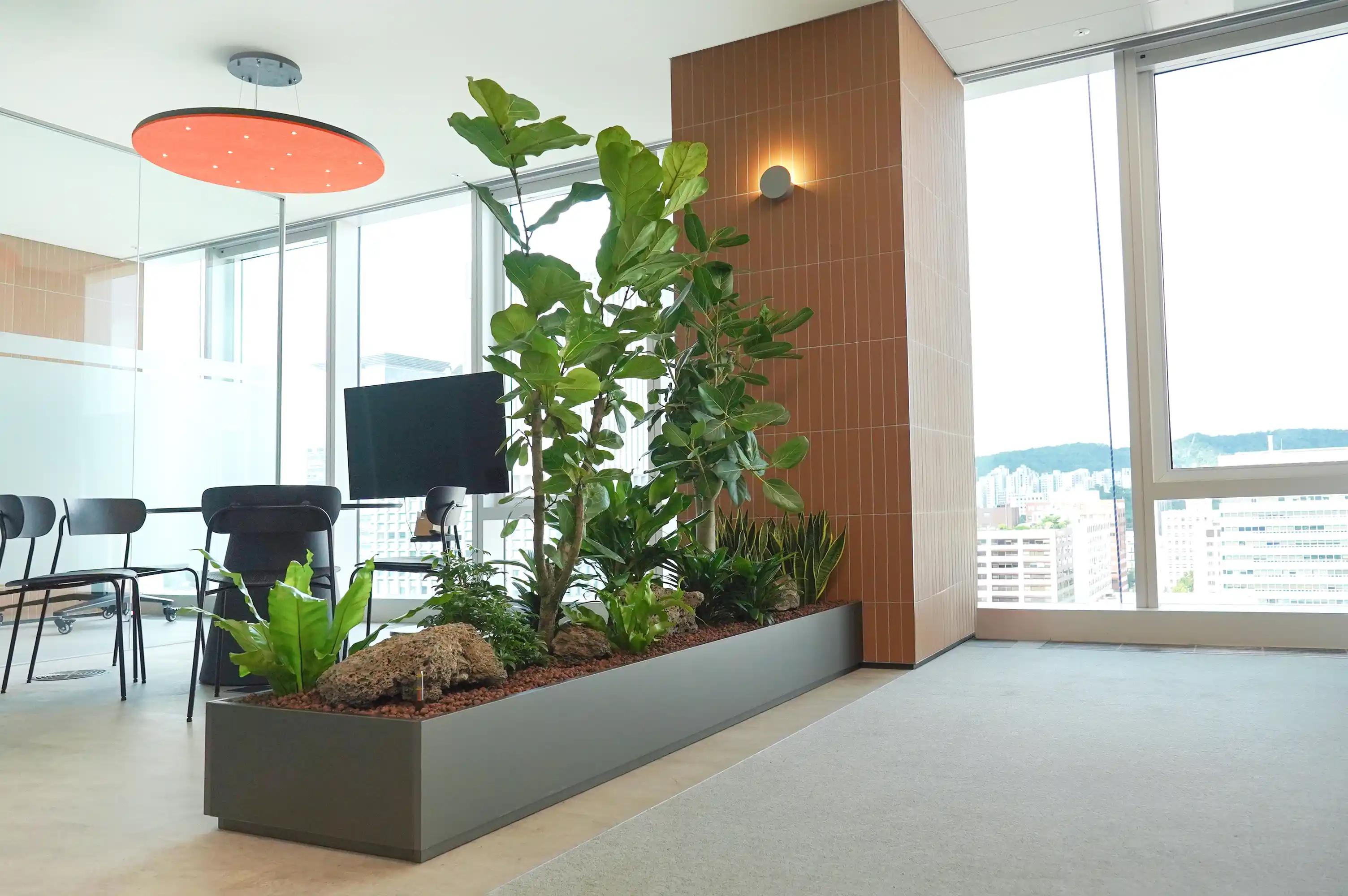 사옥 창가 업무 공간 떡갈잎고무나무 포인트 식재