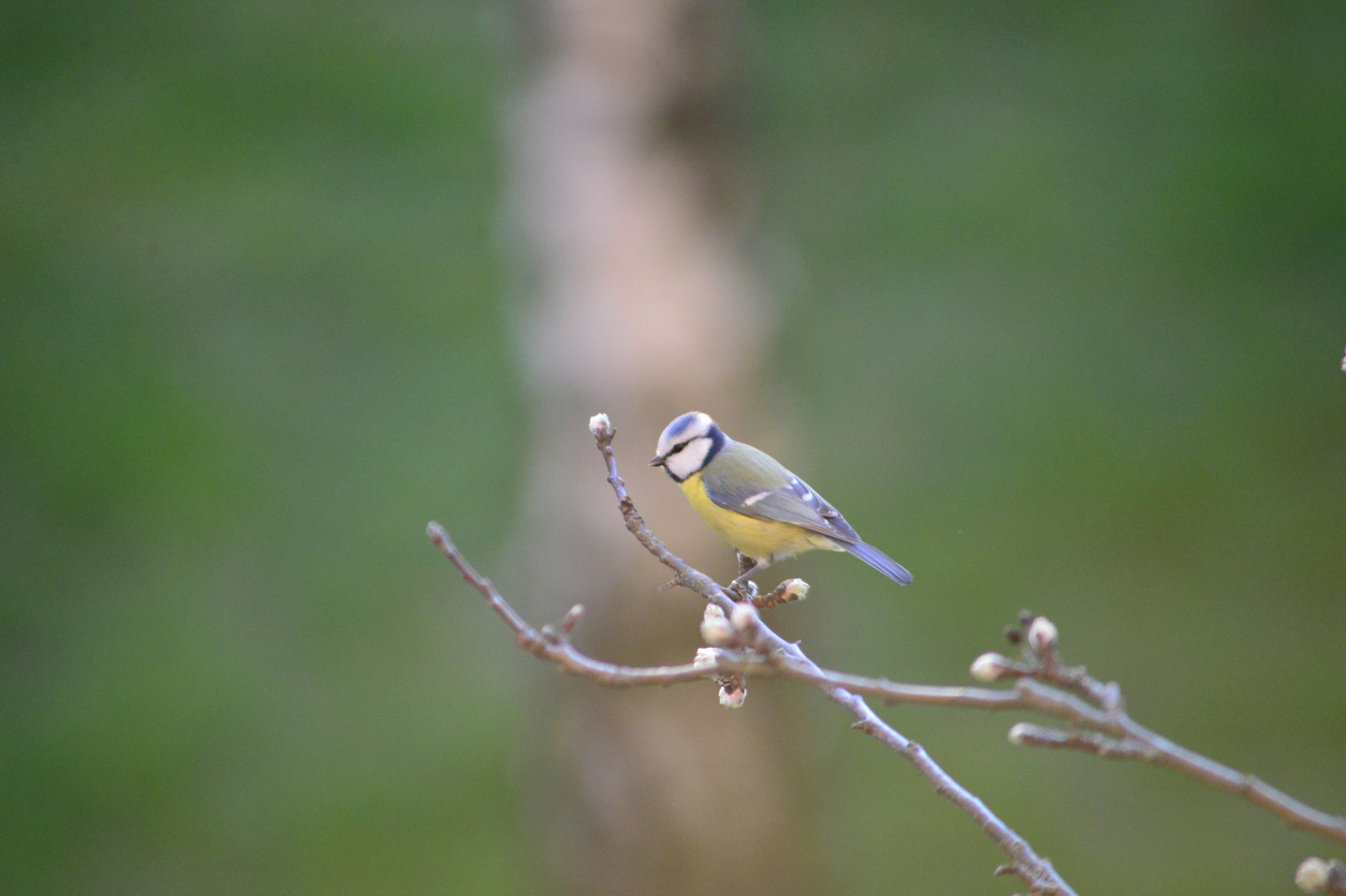 a small bird perched on top of a tree branch