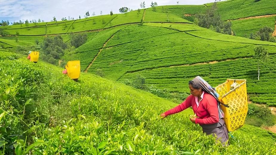 Types of Farming - Plantation Farming.jpeg