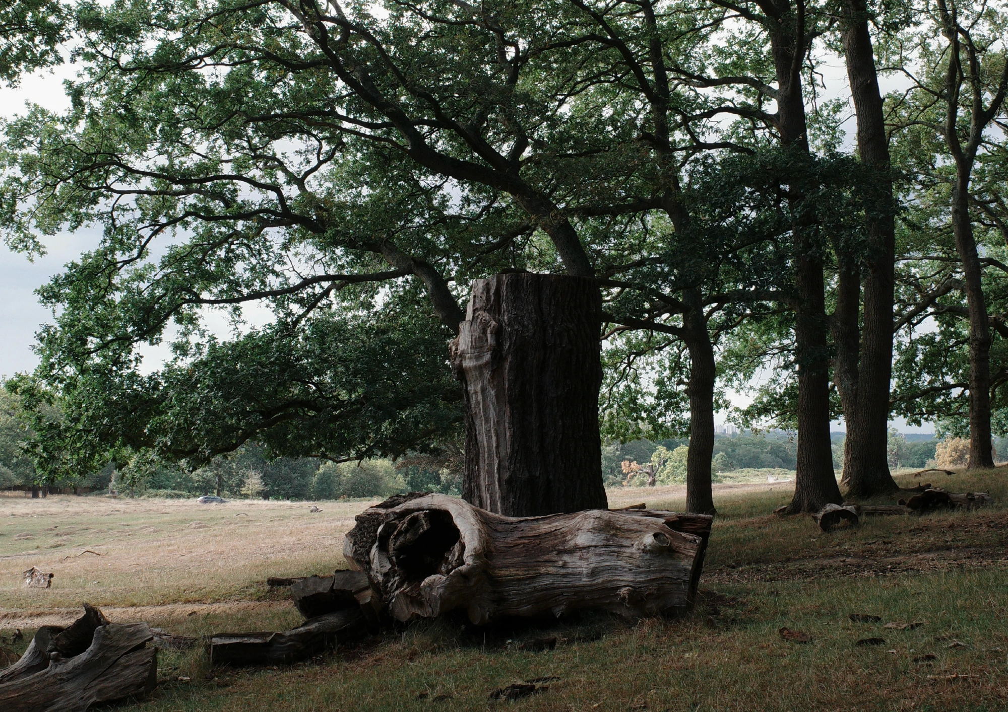 A hollow log lying in dry grass beside a broken-off trunk, with a line of leafy oaks standing behind them.
