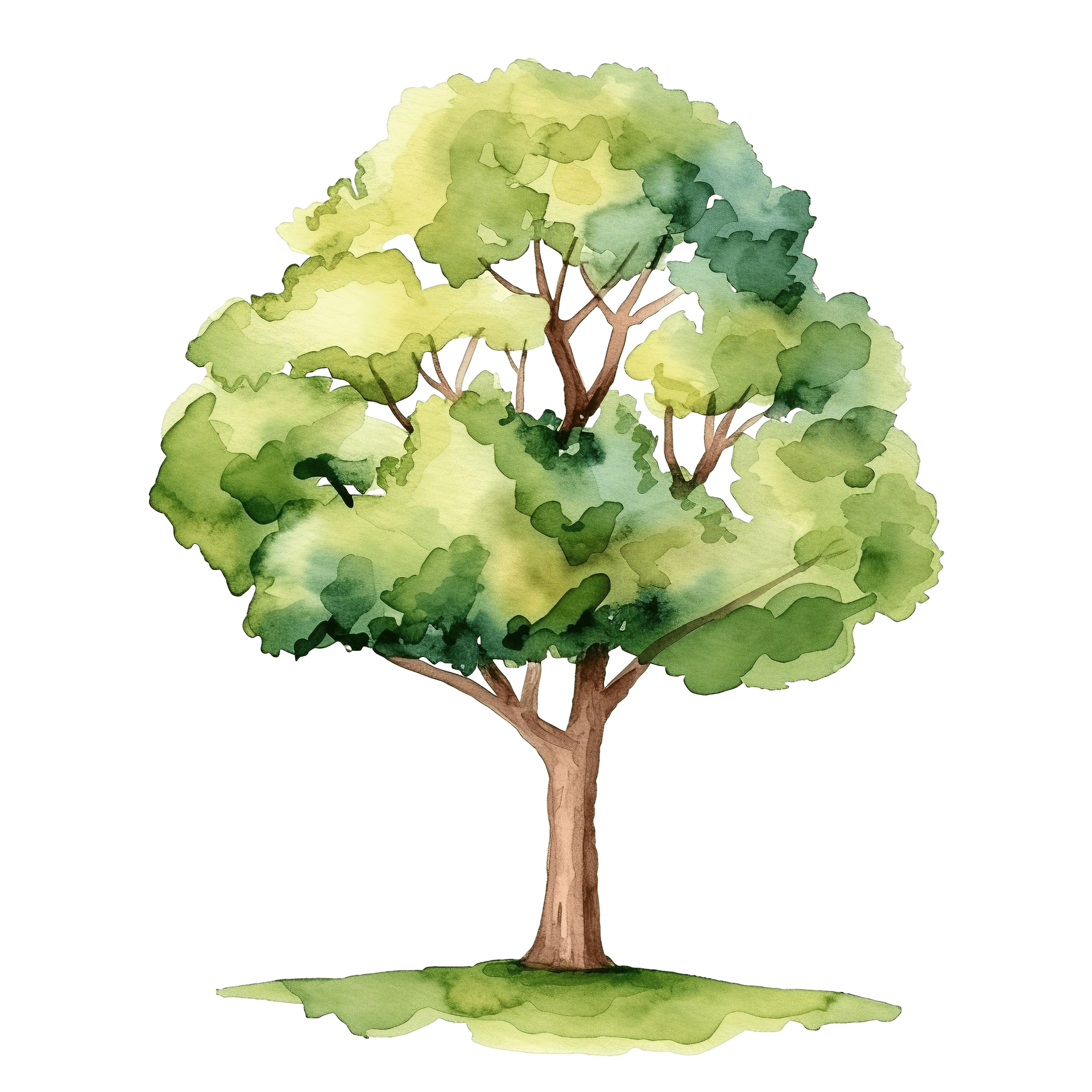 Watercolor Tree Illustration