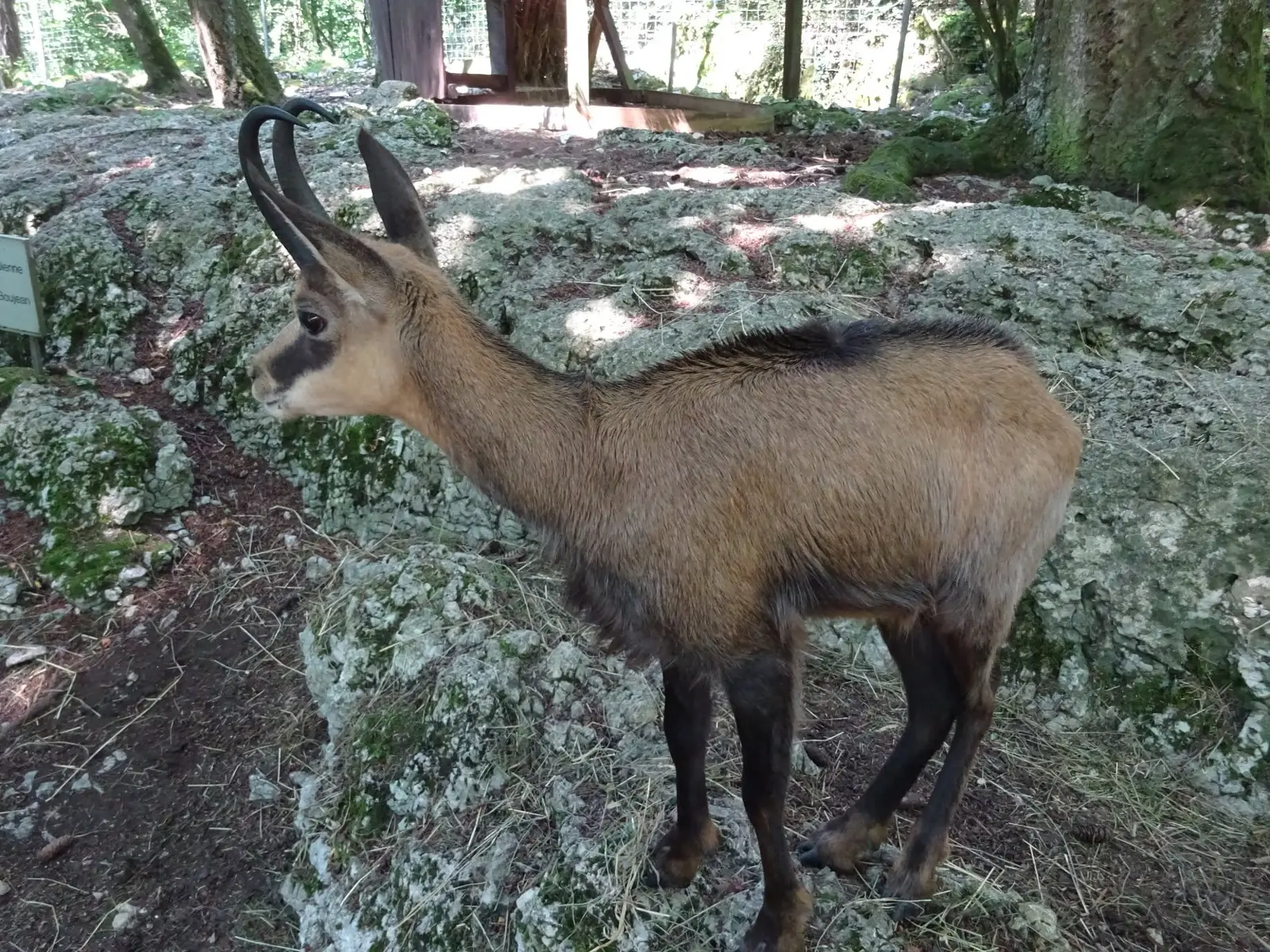 Gämse im Tierpark Biel