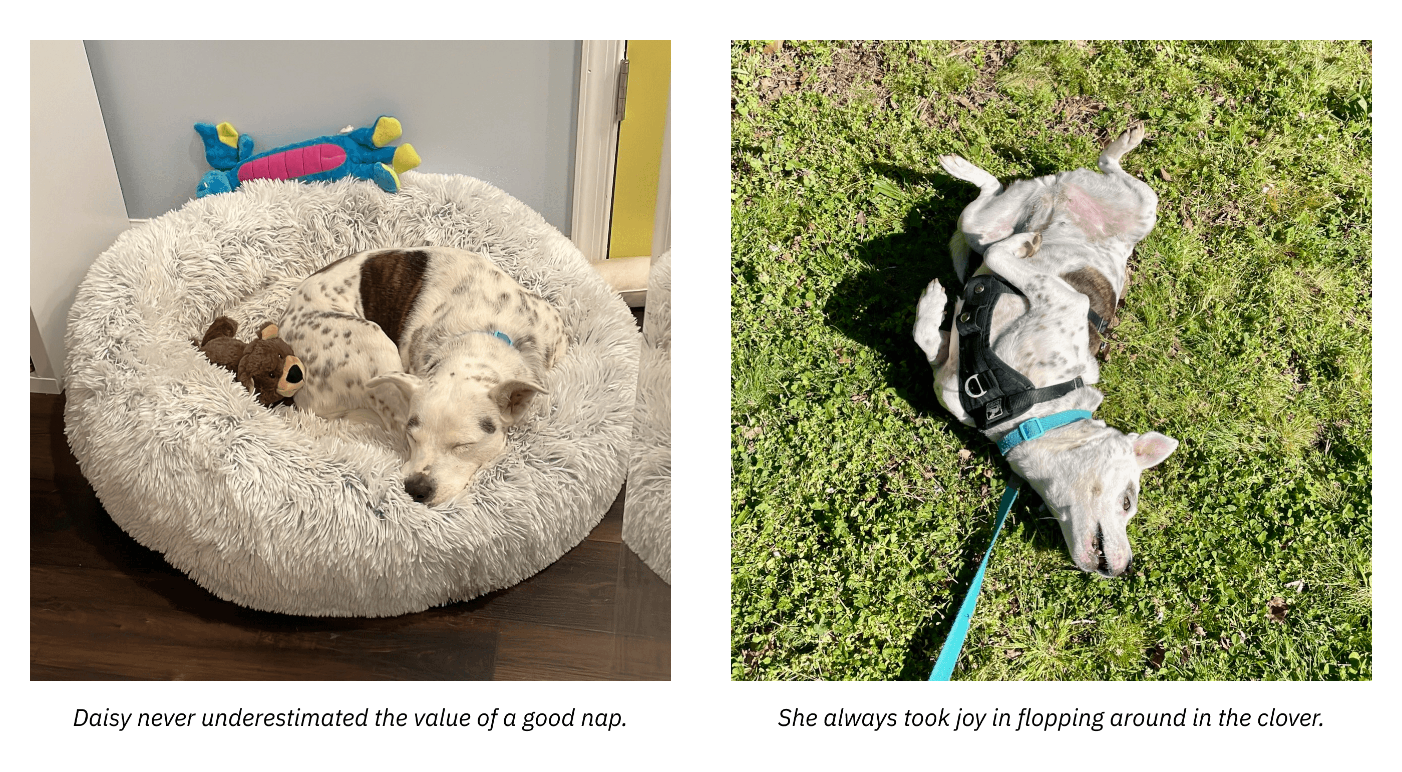 Daisy the dog napping and flopping around