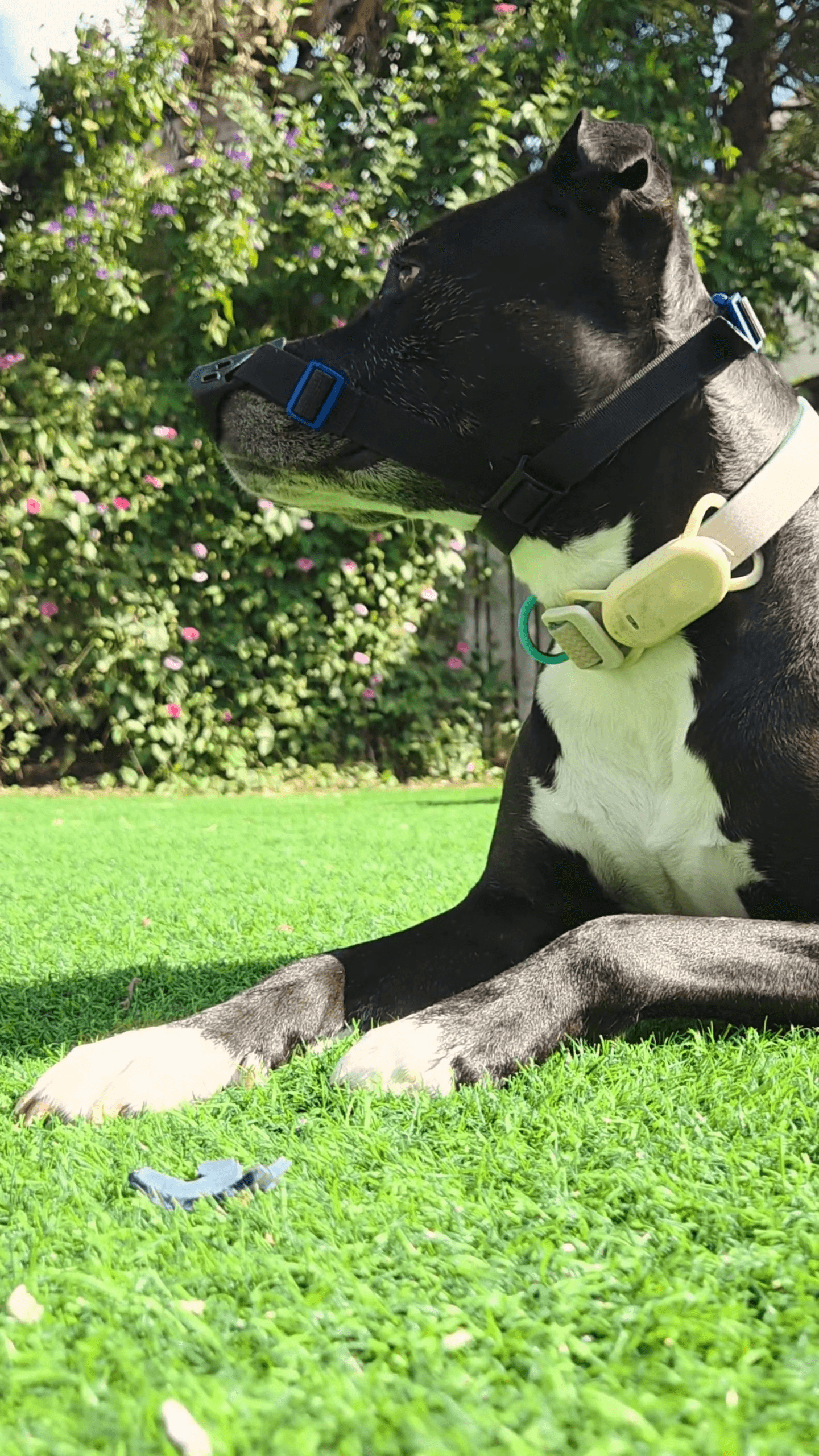 Dog with nose protector DLE