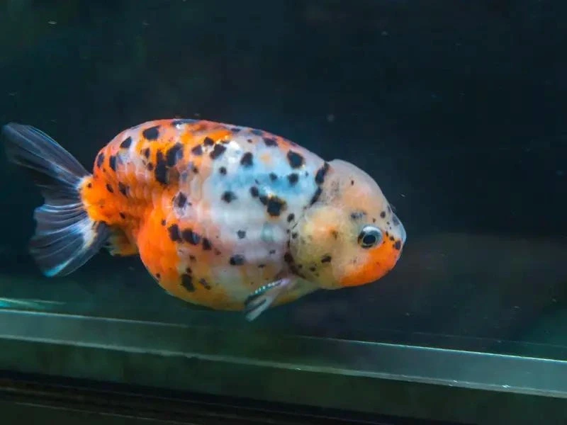fish with a swollen belly