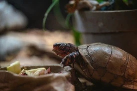 a turtle eating