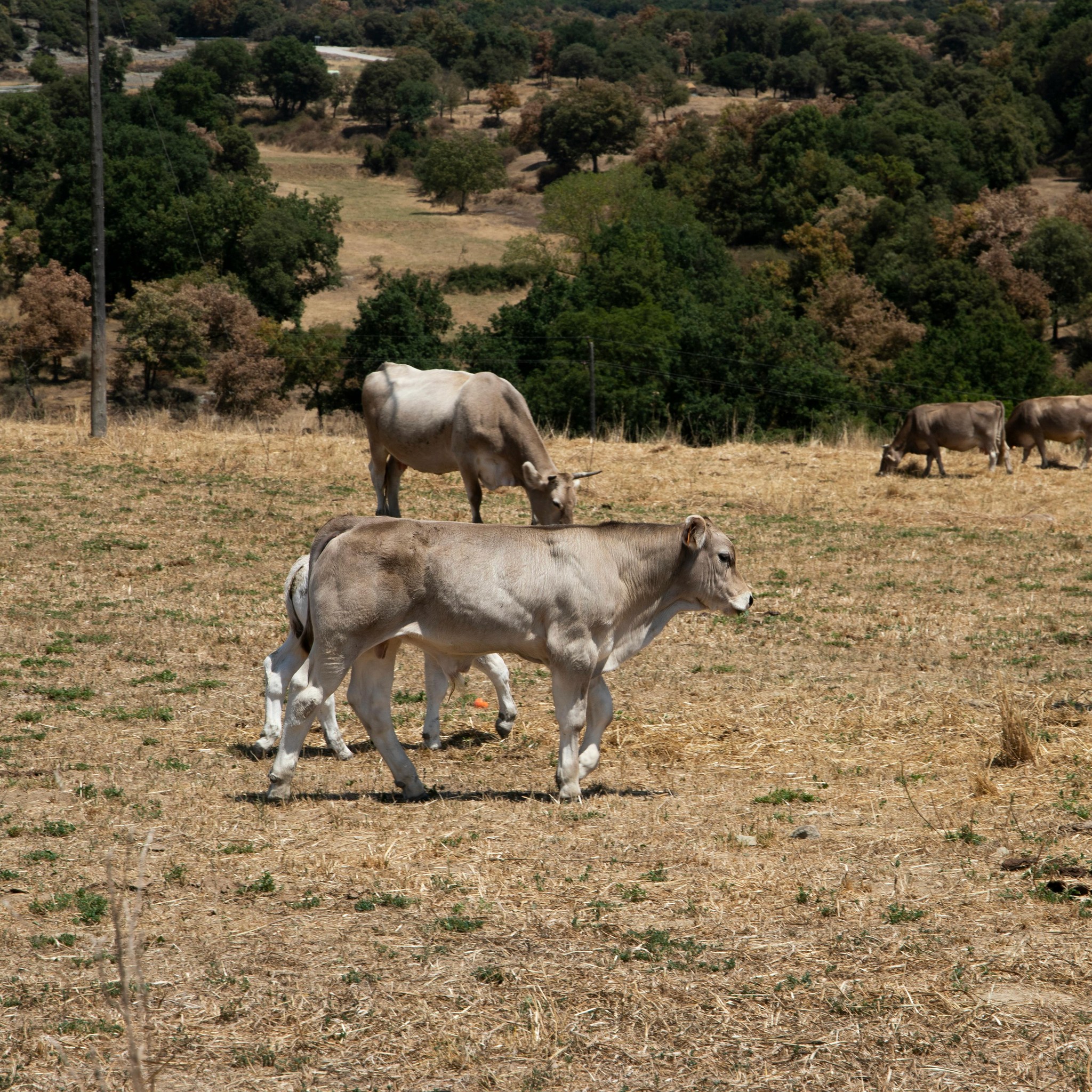 Diferencia entre energía metabolizable y energía neta en dietas animales