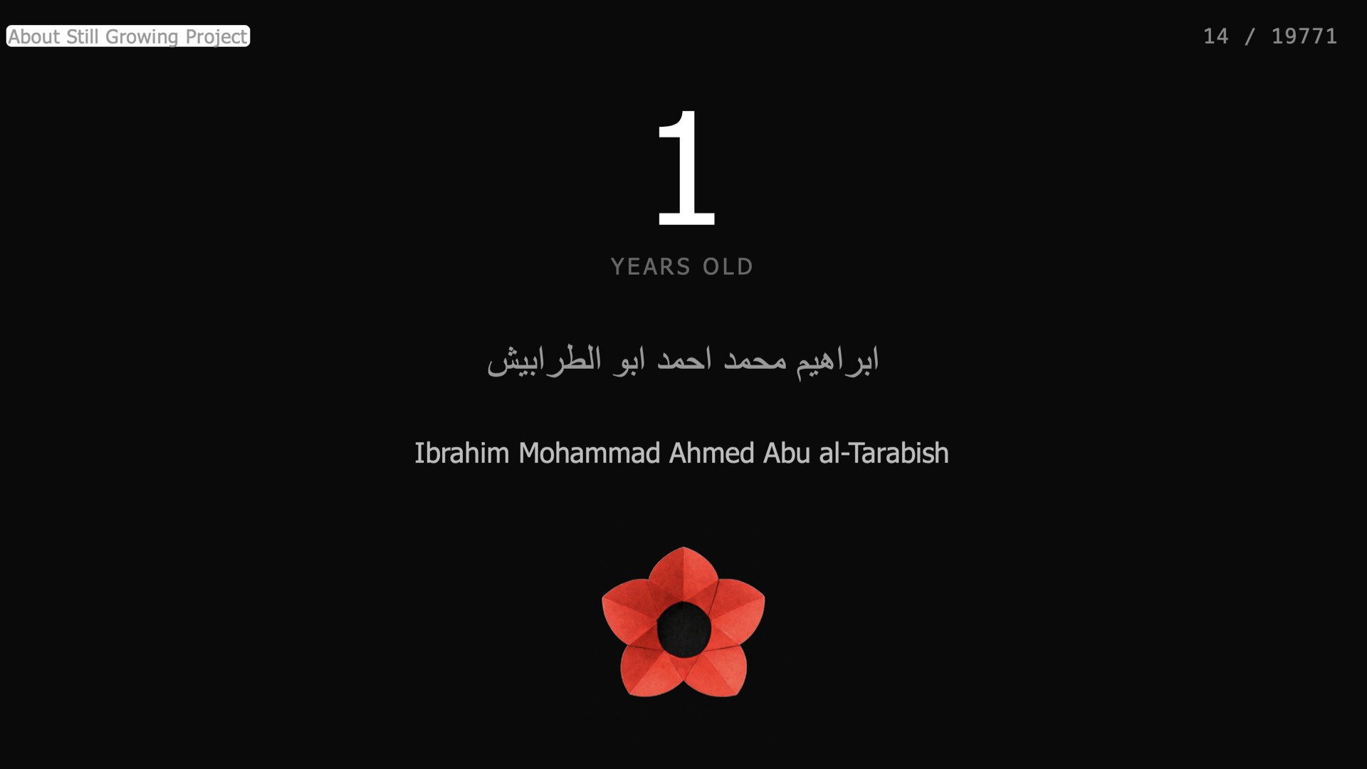 poppy flower for memorial site