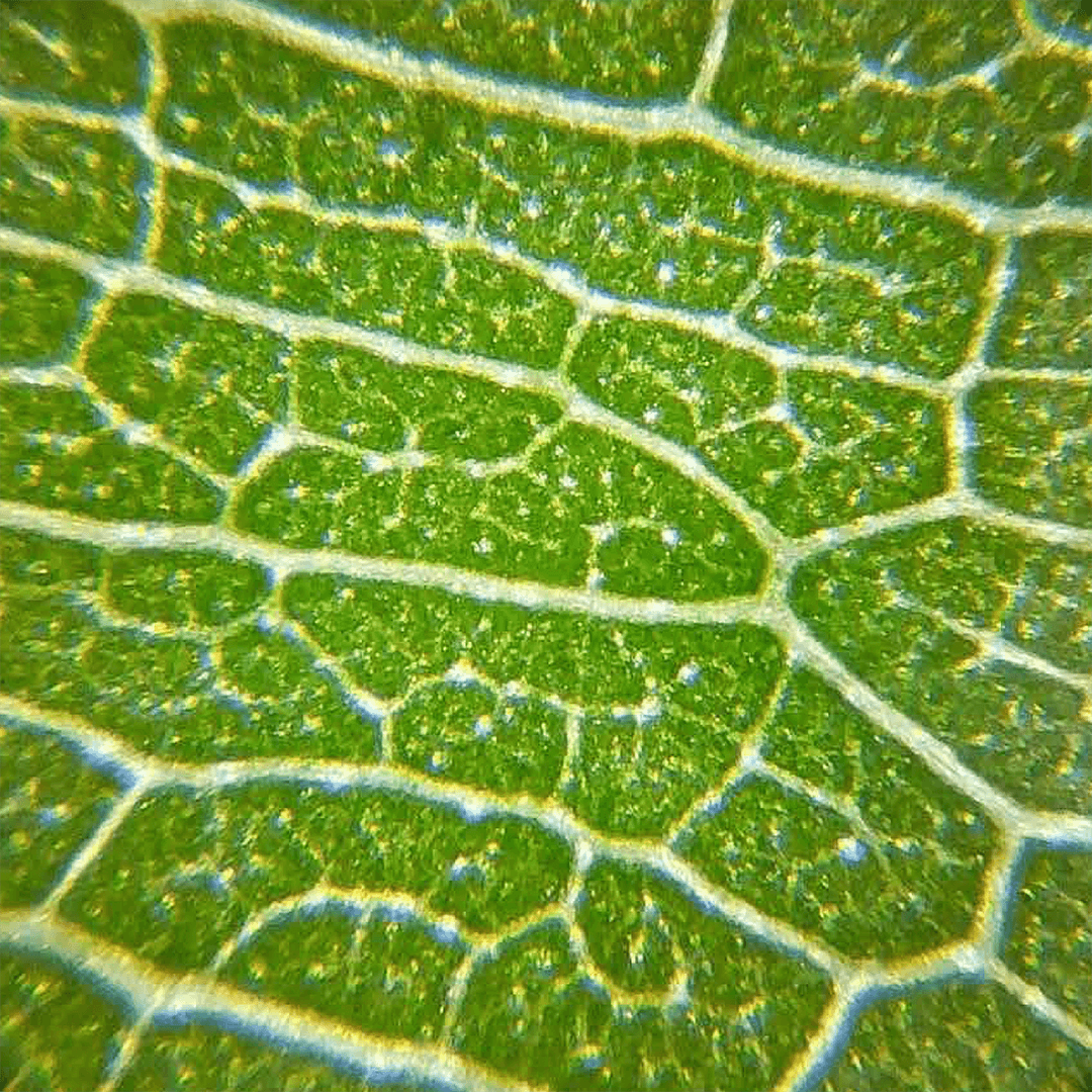 Close-up of a green leaf highlighting the veins and surface texture.