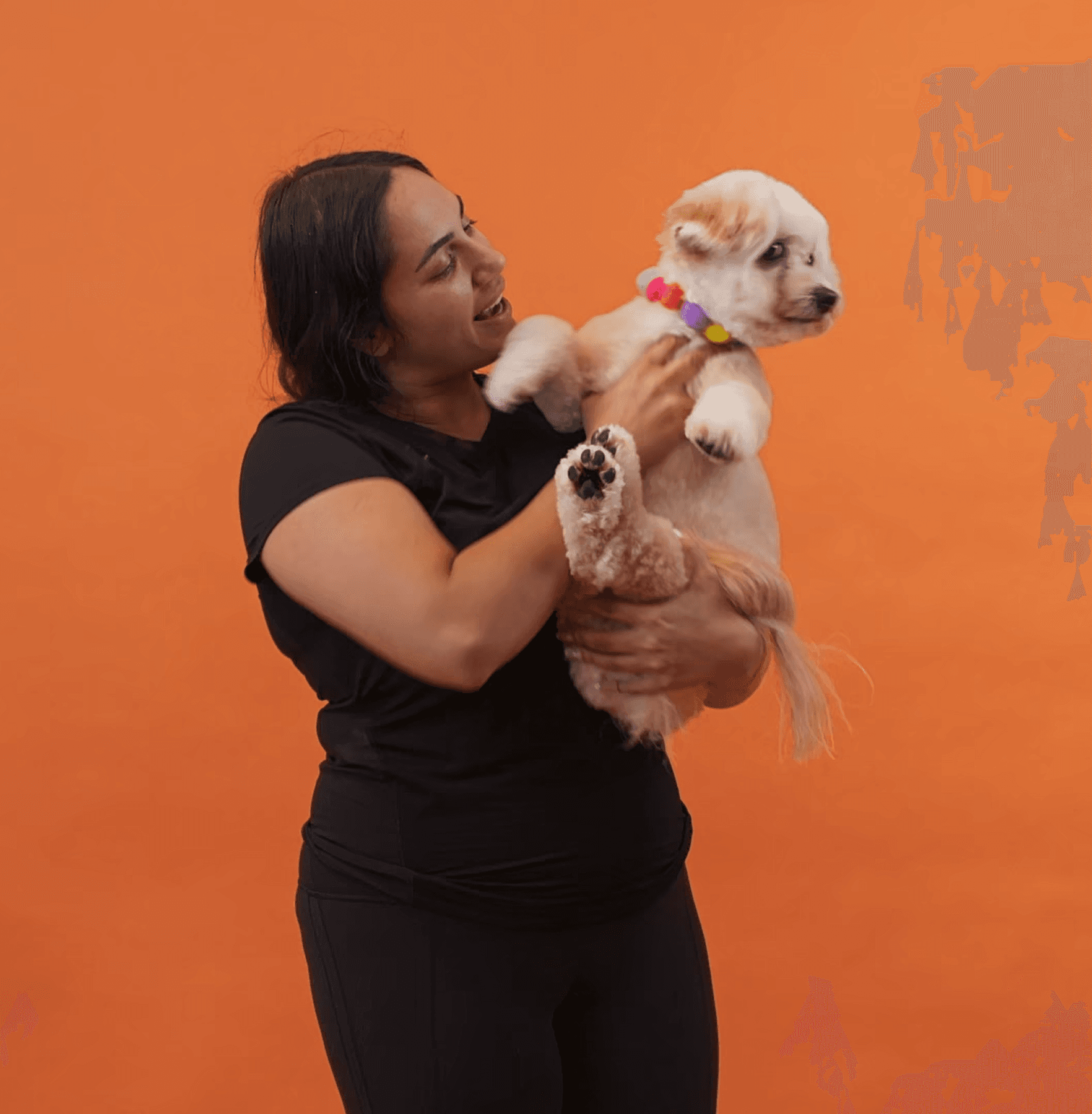 Joyful woman laughing while holding her freshly groomed white dog to capture playfulness, warmth, and trust.