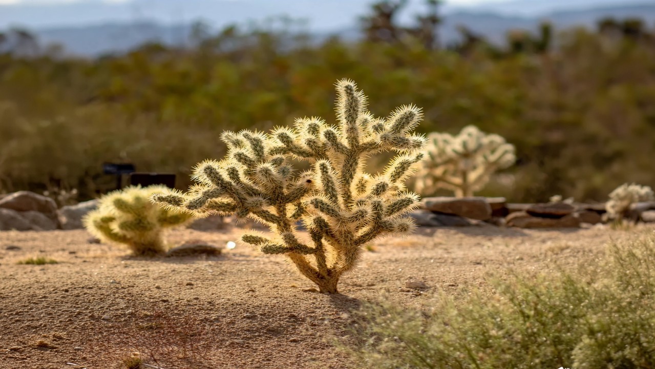 Cactus in the desert surrounded by plants and rocks, under a clear sky and a distant horizon with vegetation.
