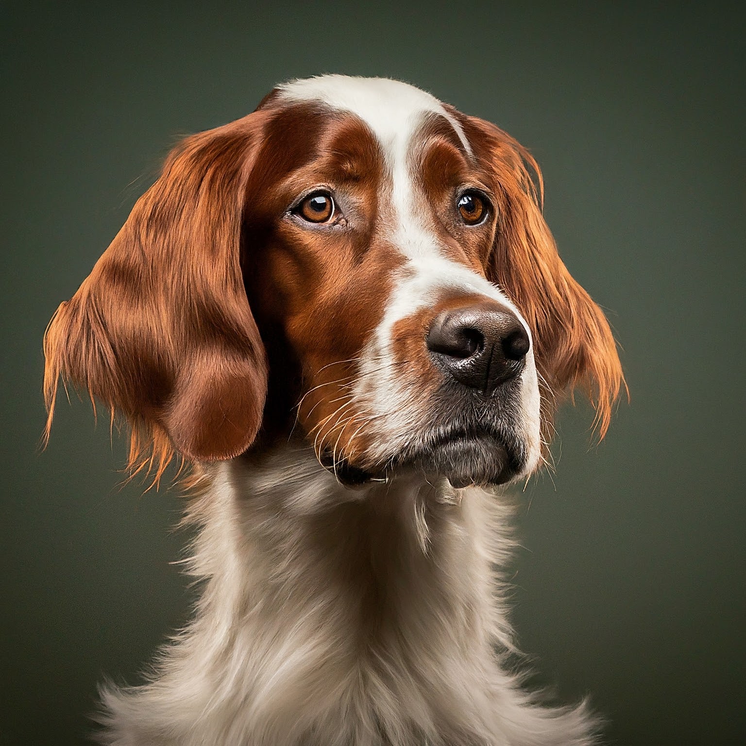 BUDDYUNO, Irish Red And White Setter