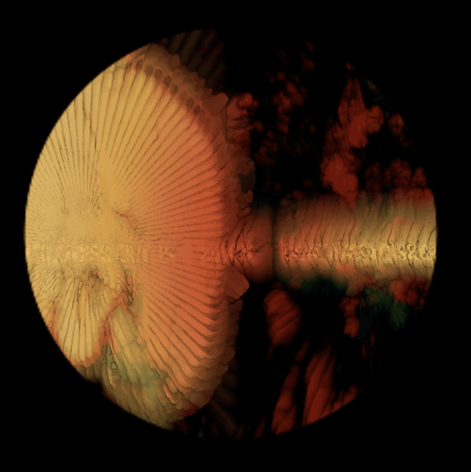 Close-up of joshua tree branches against a clear sky.