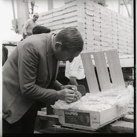 Control de calidad en embarque de uva de exportación.