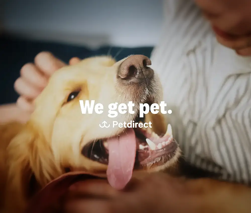 A close up of a golden retriever dog with its tongue out for petdirect