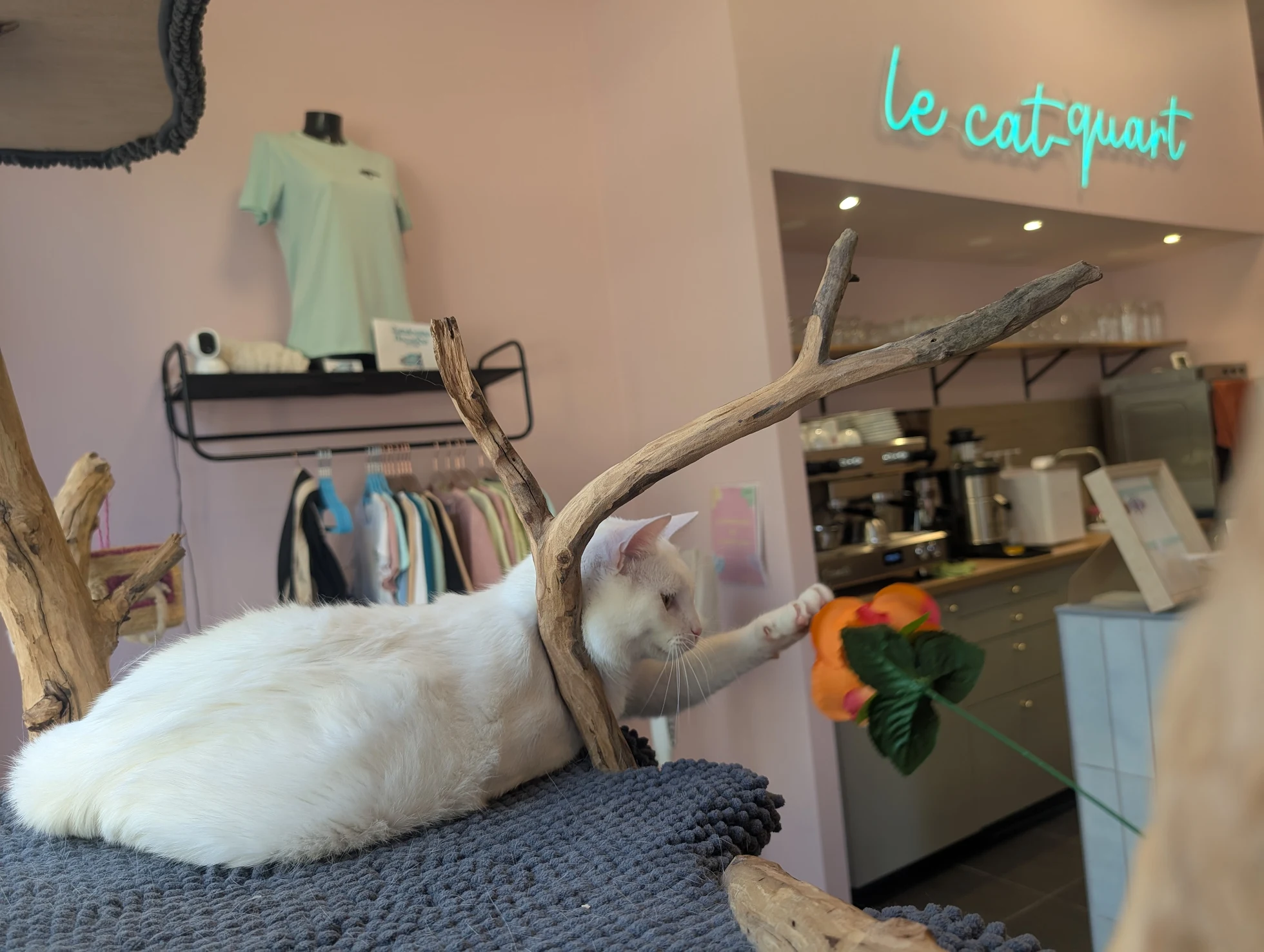 chat-blanc-interieur-jouet
