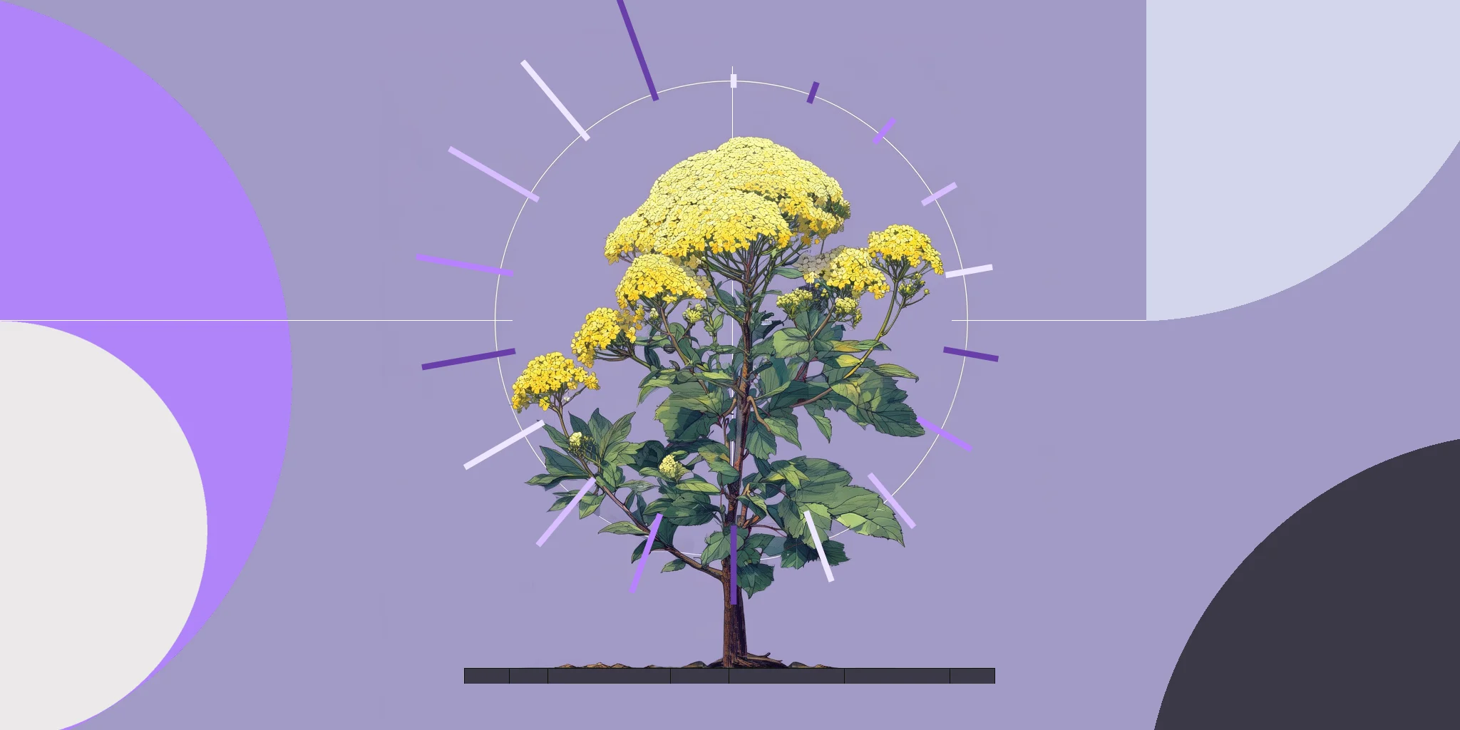 A plant growing surrounded by graphics of growing lines