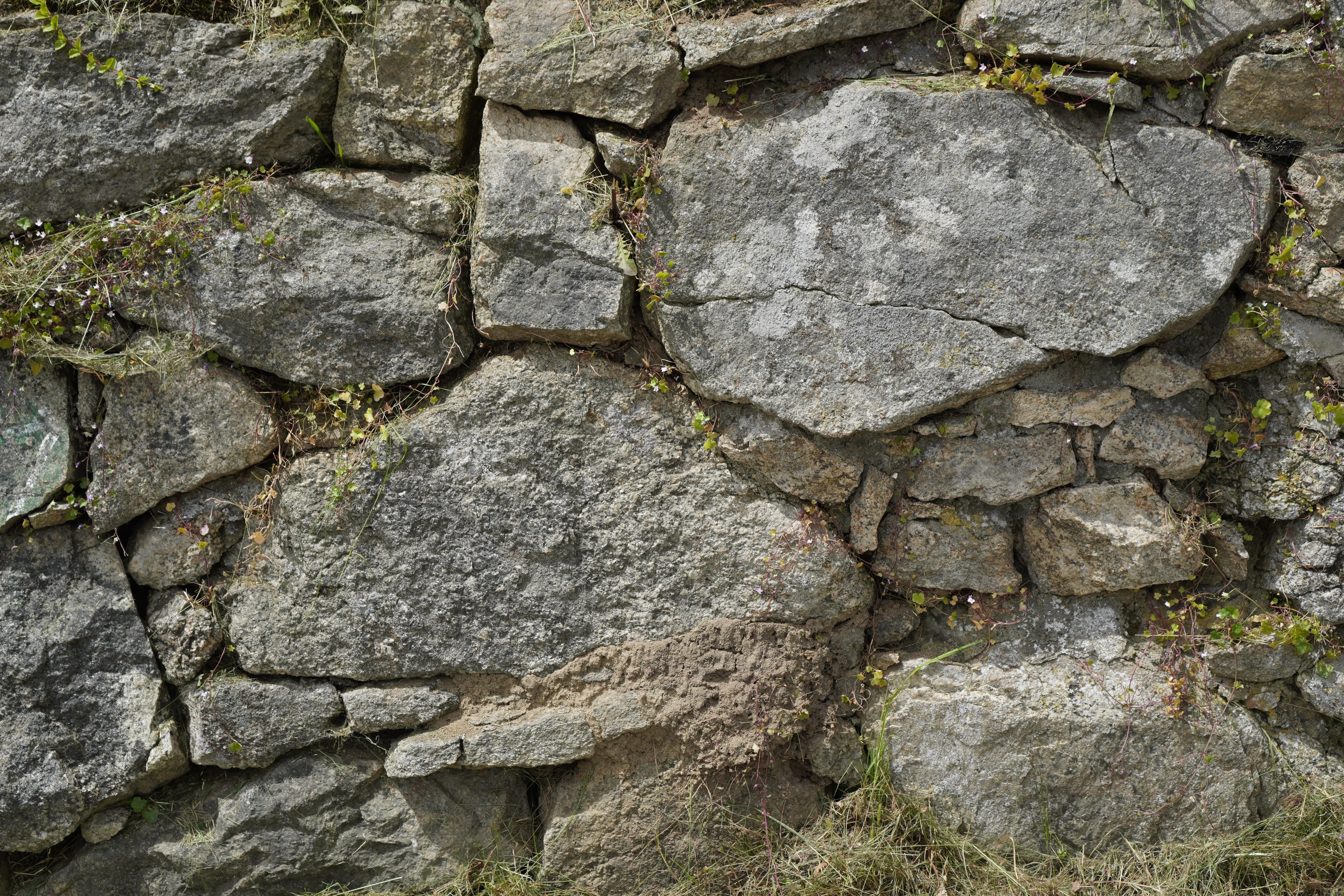 Bepflanzung Trockenmauer