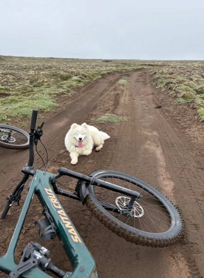 A samoyed dog and a vala carbon bike