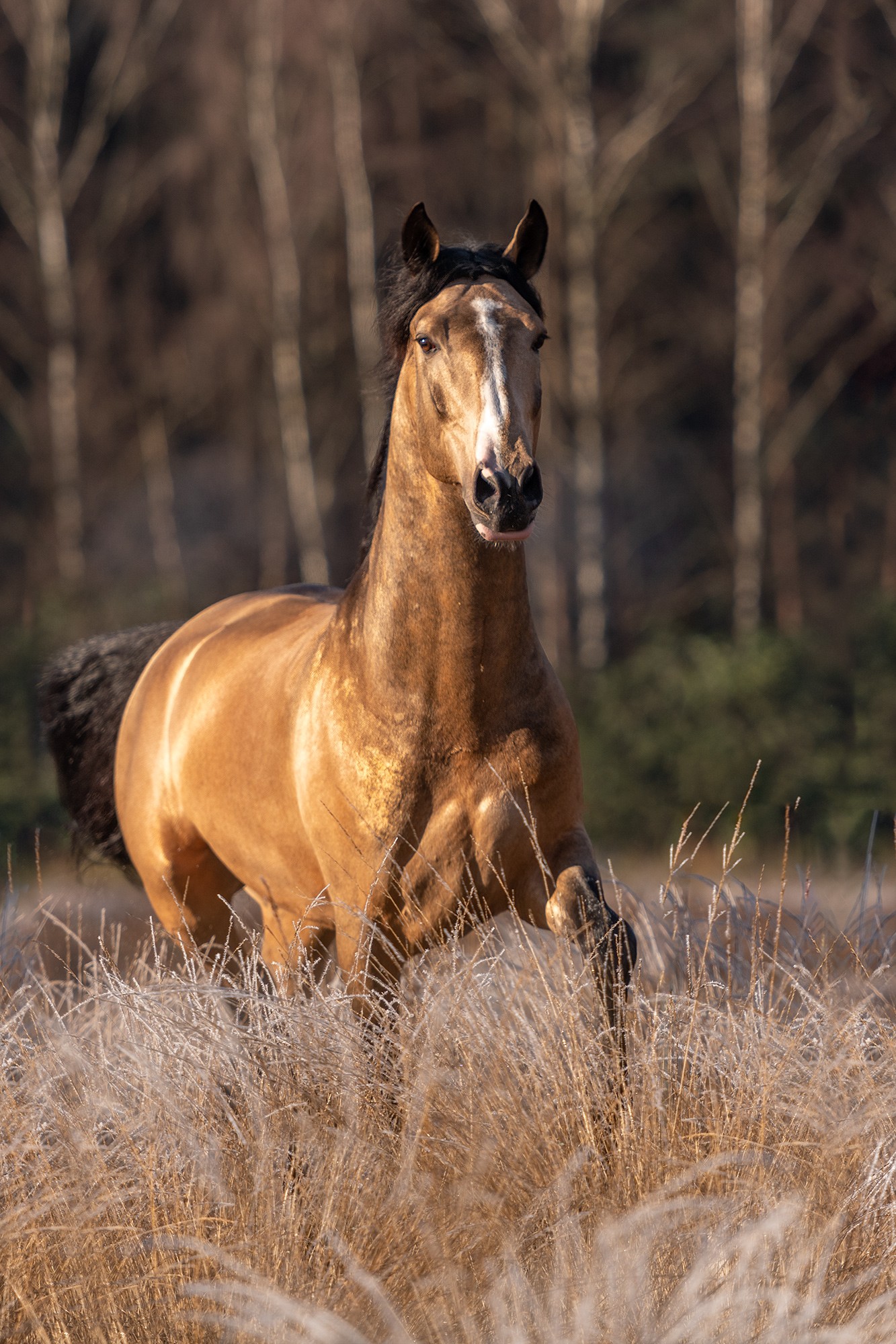 Gallito Lusitano stallion