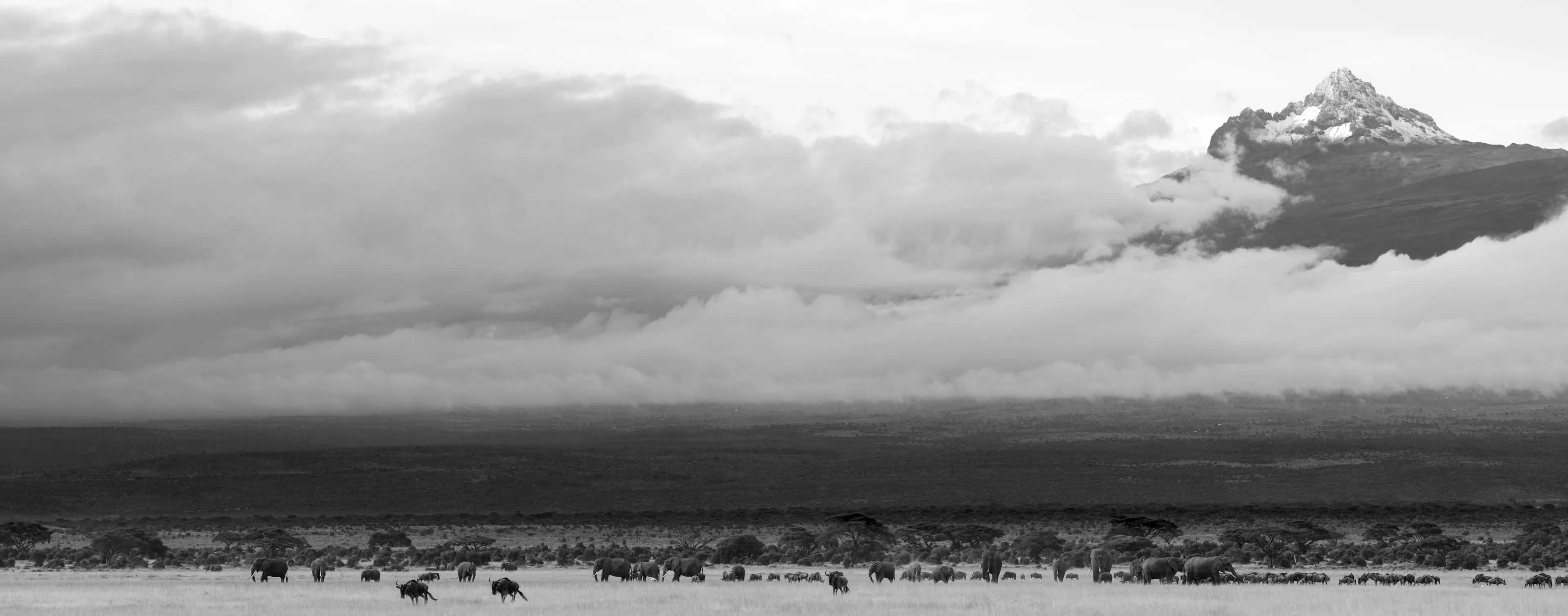 Iconic Elephants Of Amboseli
