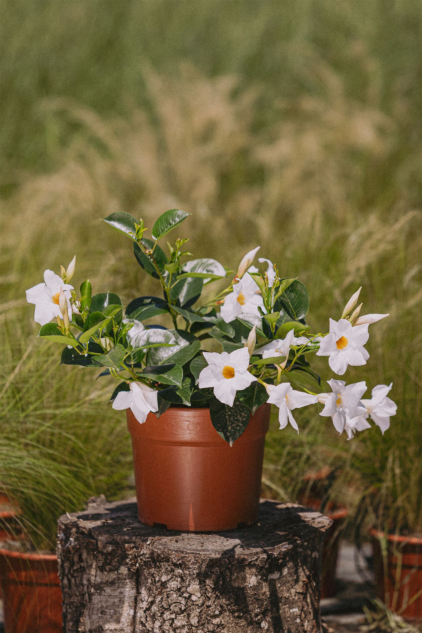 Tomillo Eiviss Garden