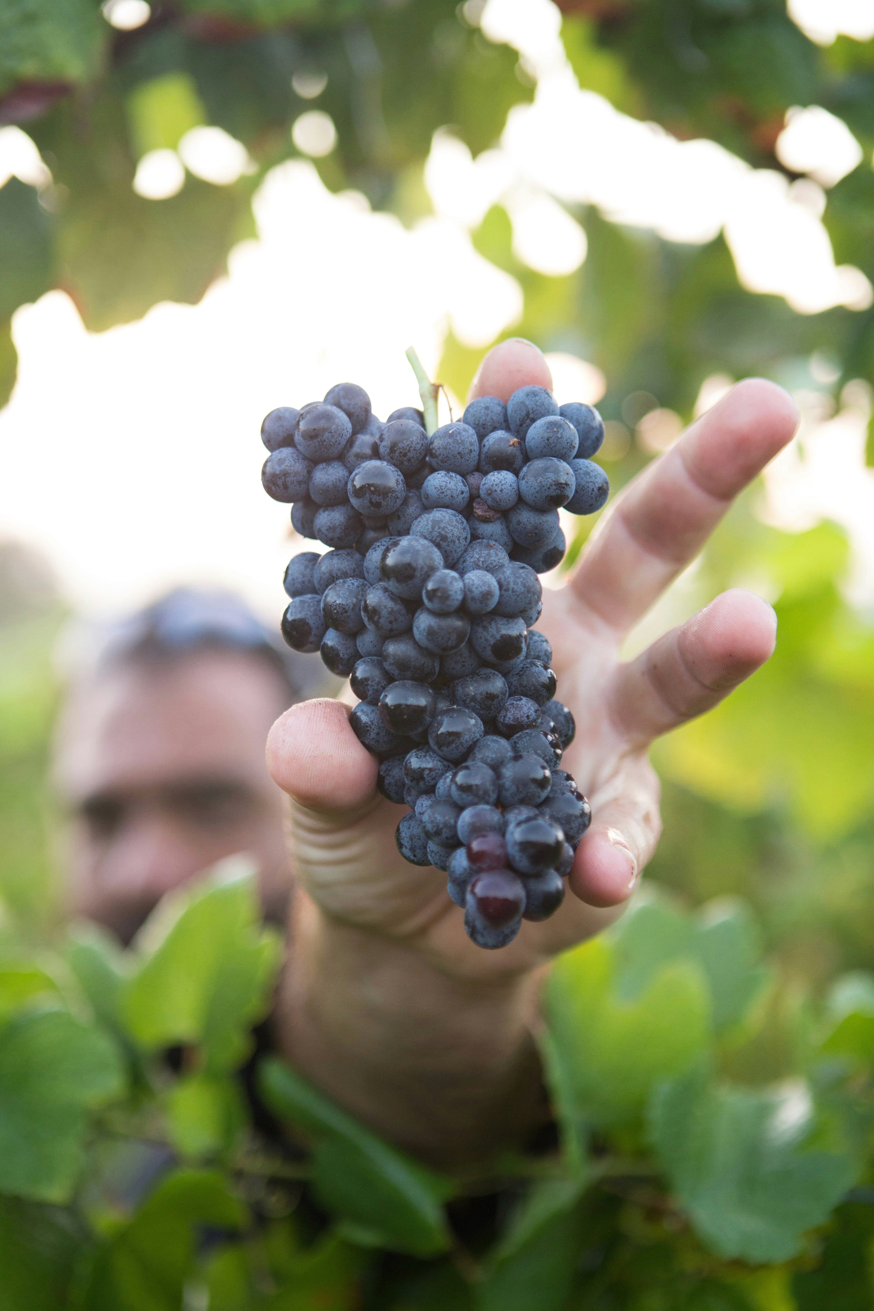 Hand holding ripe purple grapes in a vineyard. Nature, viticulture, and grape production theme.