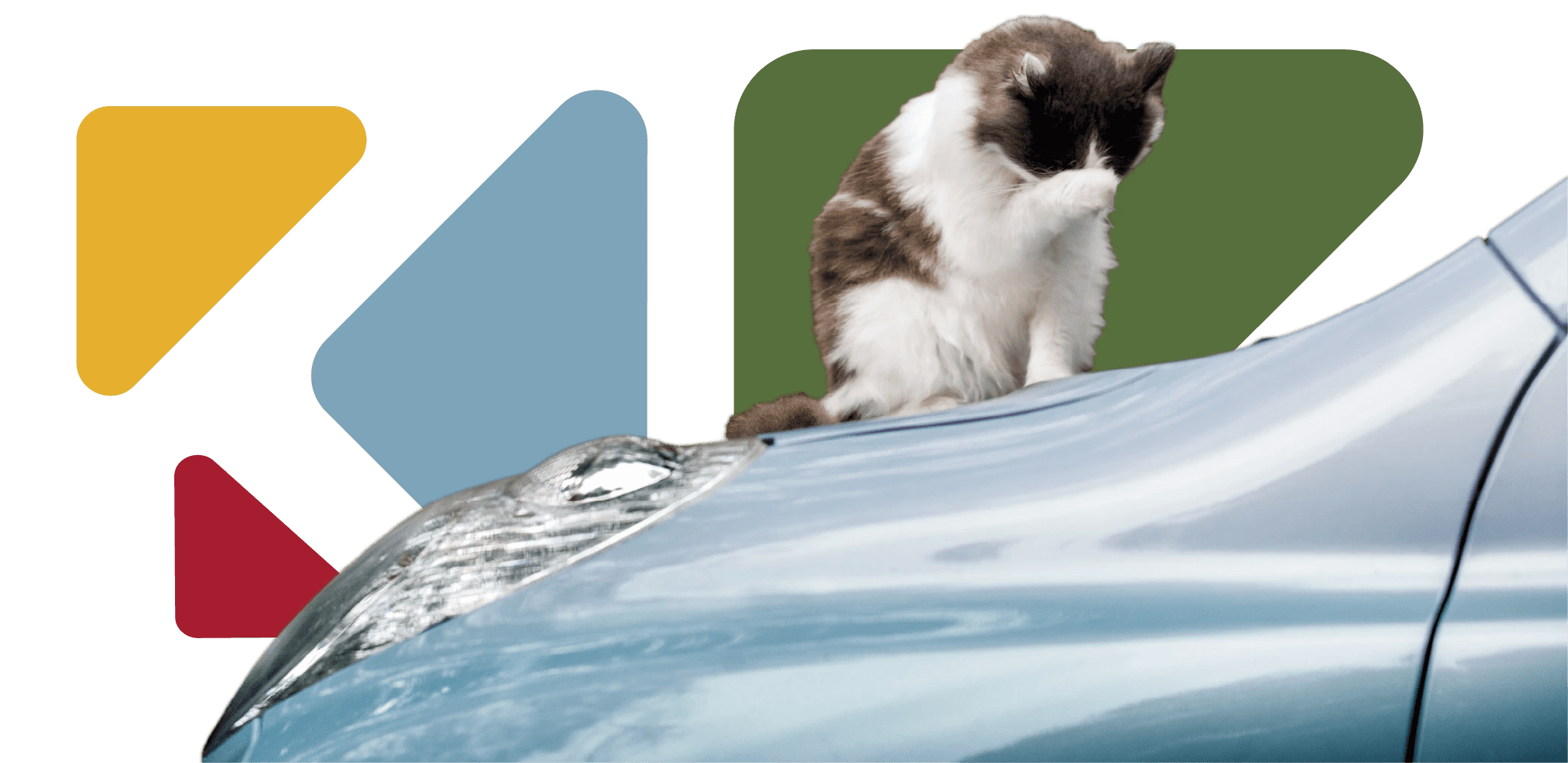 Chat se toilettant sur une voiture