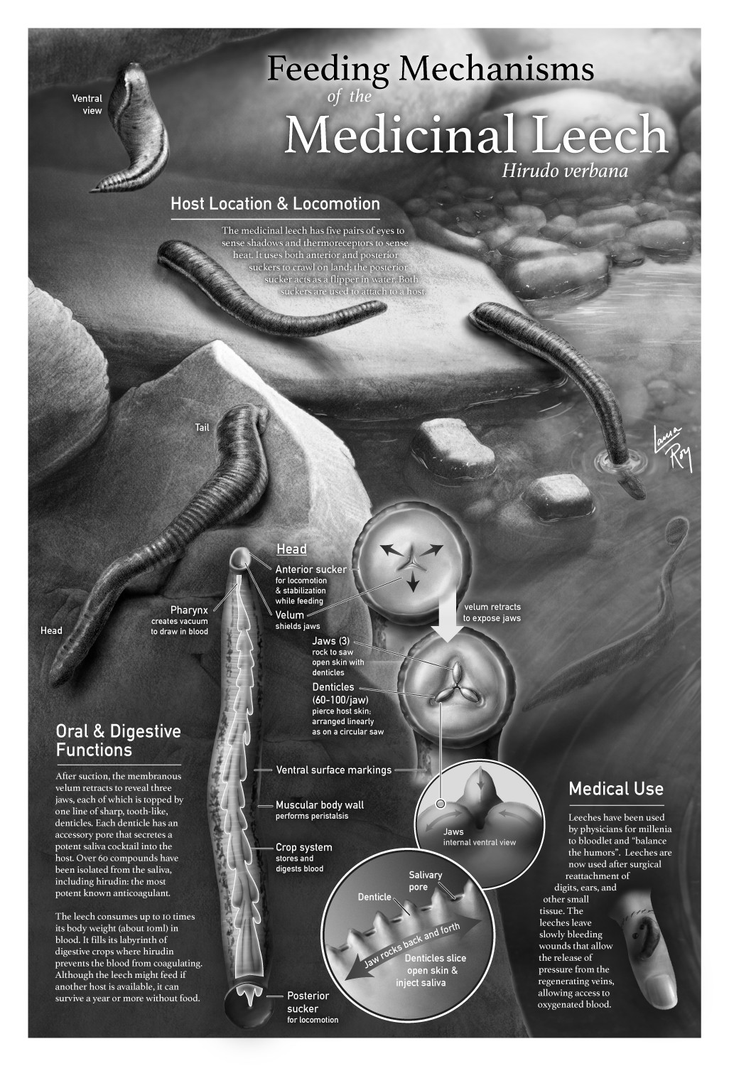 Feeding Mechanisms of the Medicinal Leech