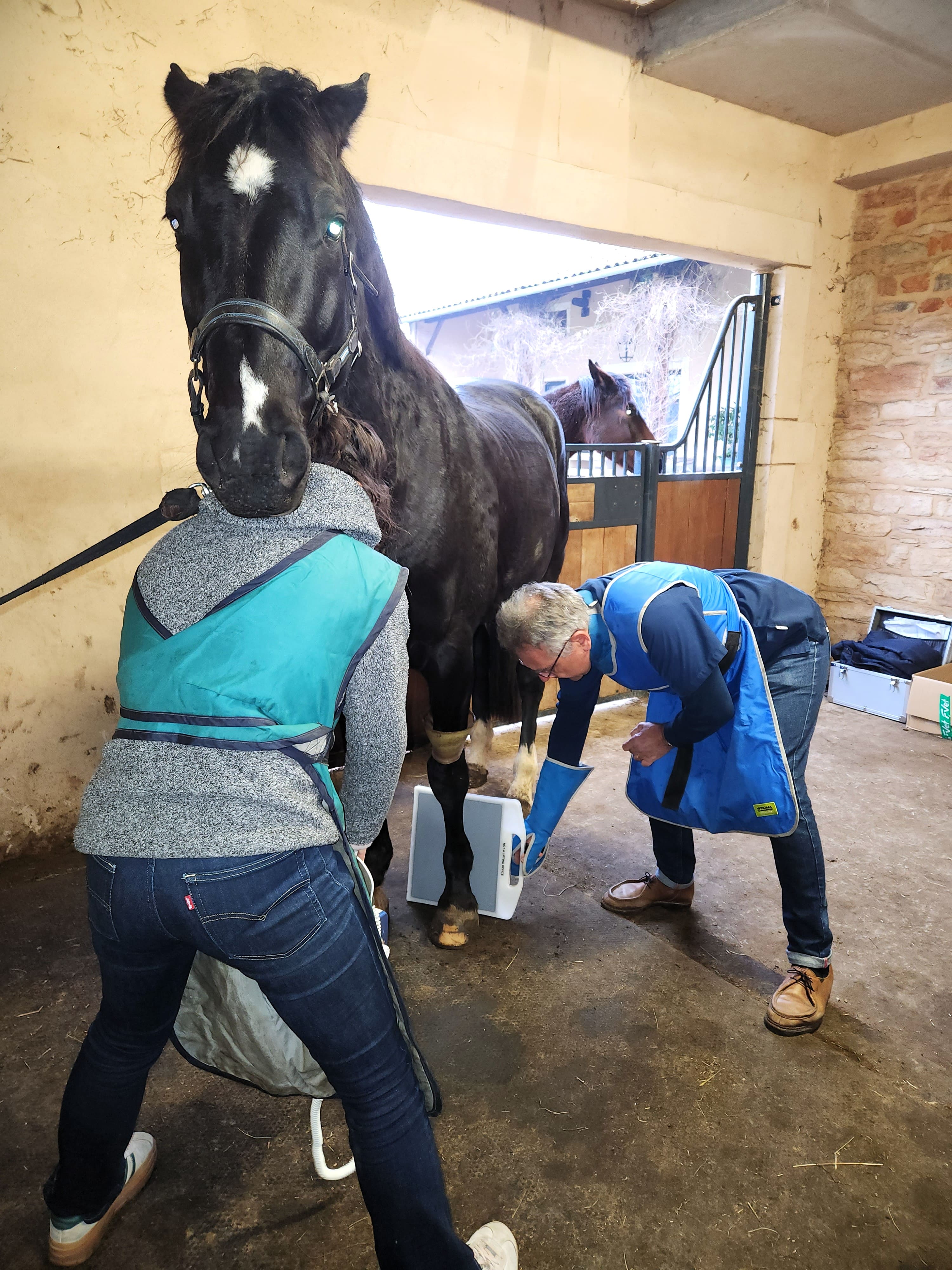 Radiographie membre cheval