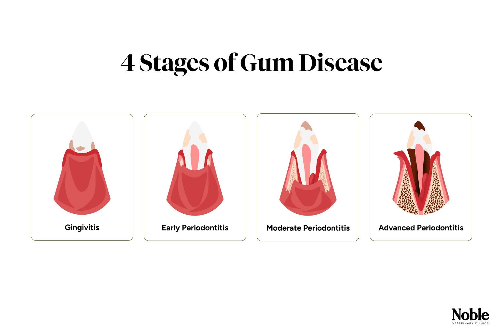 Stages of Gum Disease in Dogs
