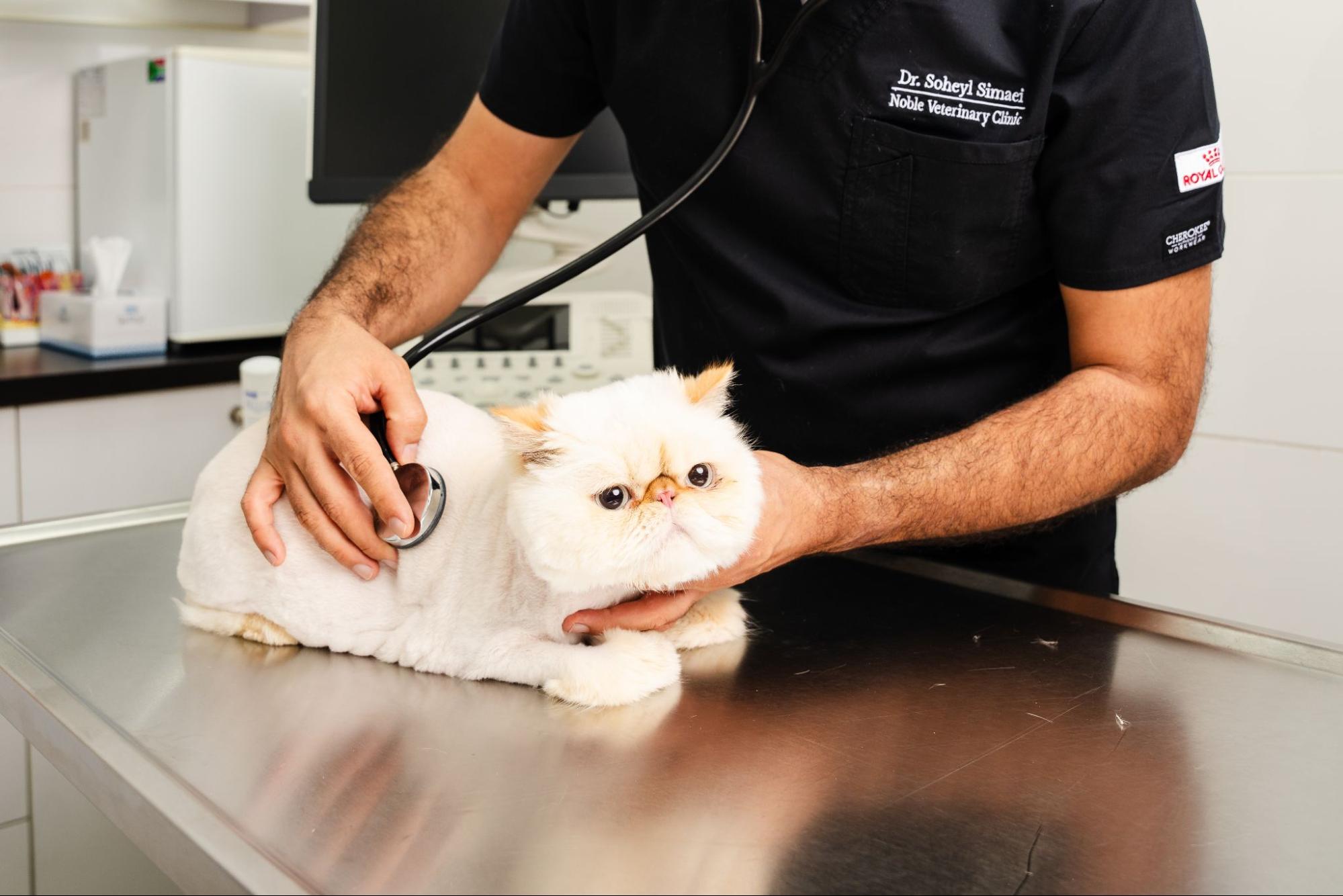 cat boarding checkup