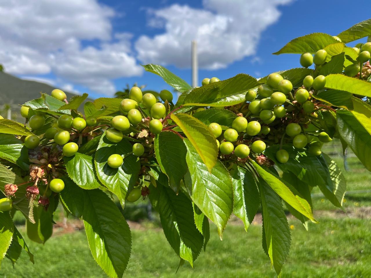 Ripening green cherries on tree, ensuring quality before harvest