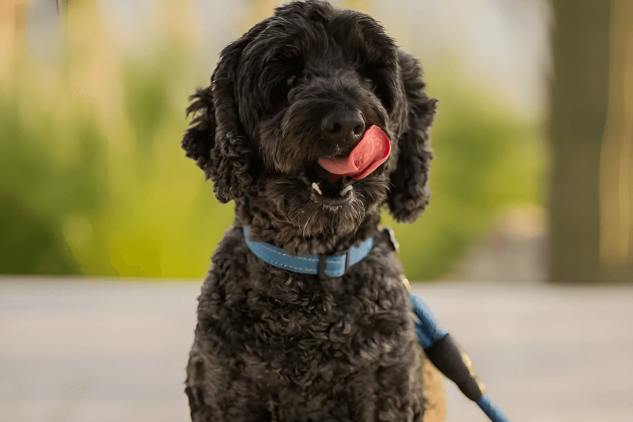 A black dog with curly fur is wearing a blue collar and leash.