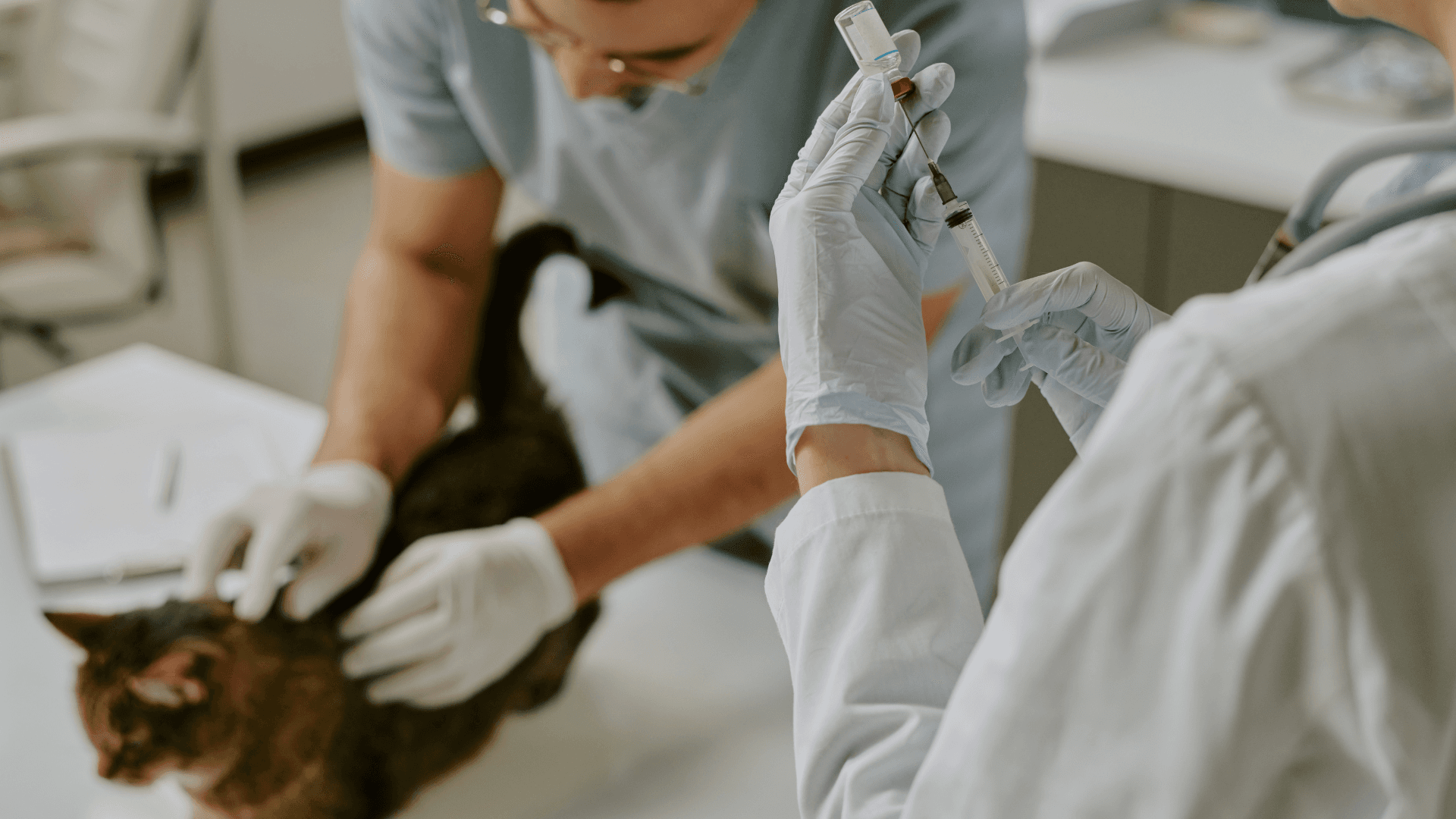 How to Implement New Software in a Veterinary Practice