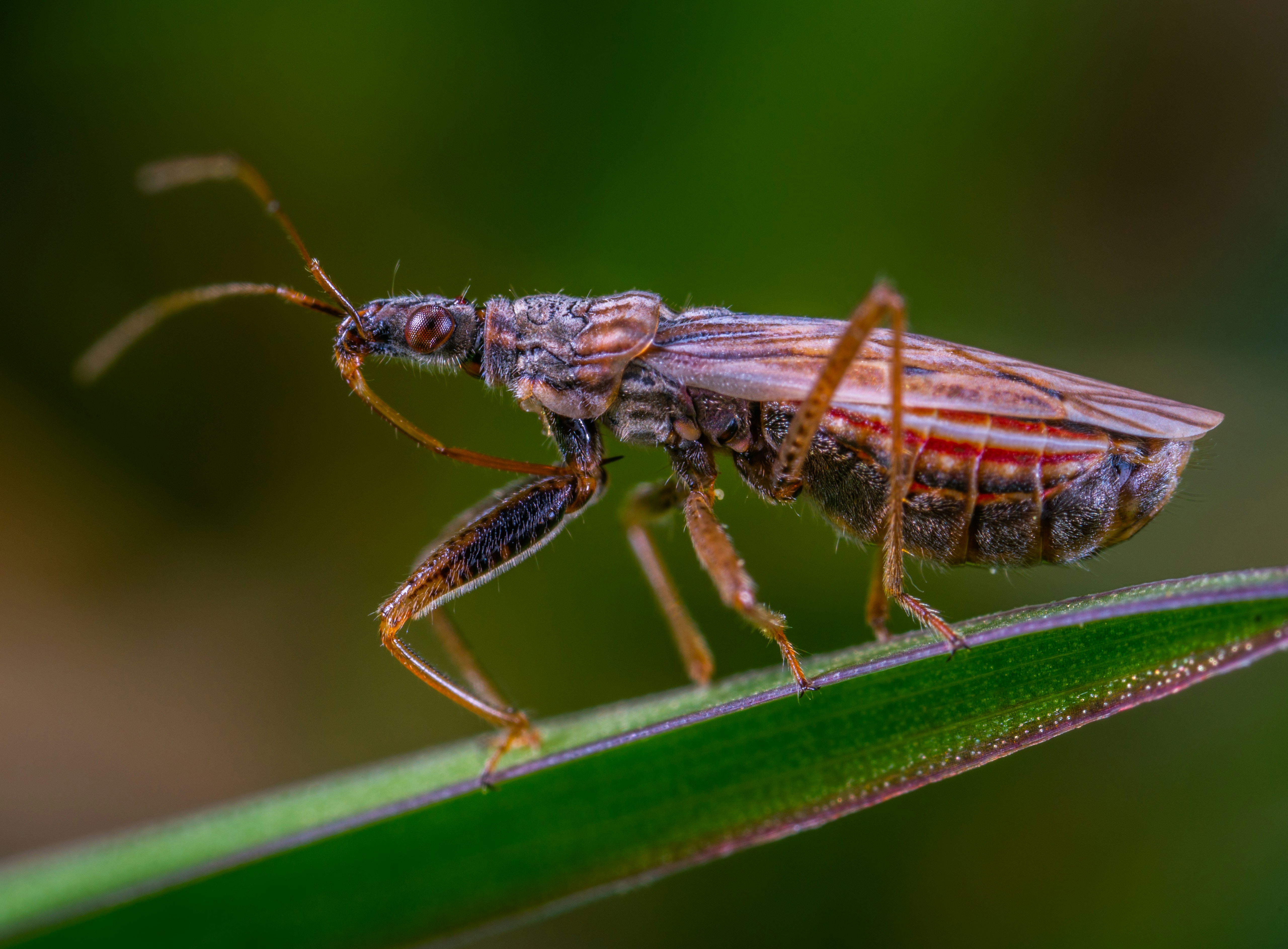 Macrofoto met groot diafragma