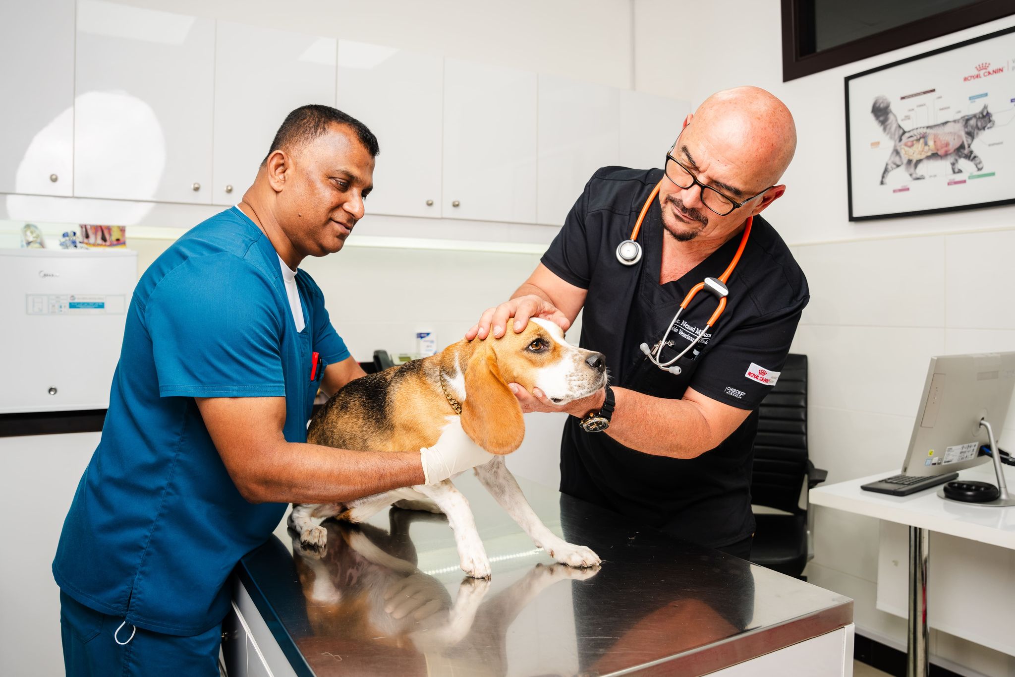 How are Dog Strokes Diagnosed?