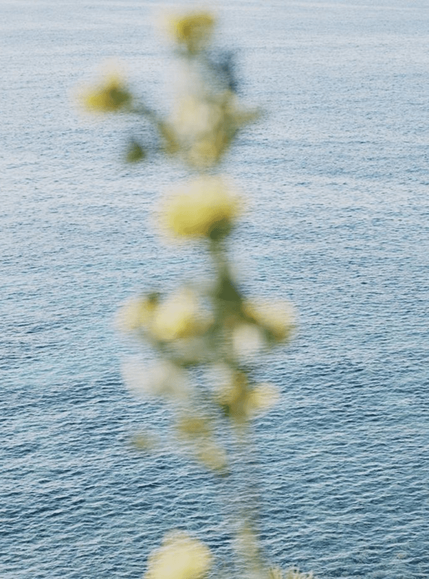 Blurred yellow flowers against a rippling blue ocean.