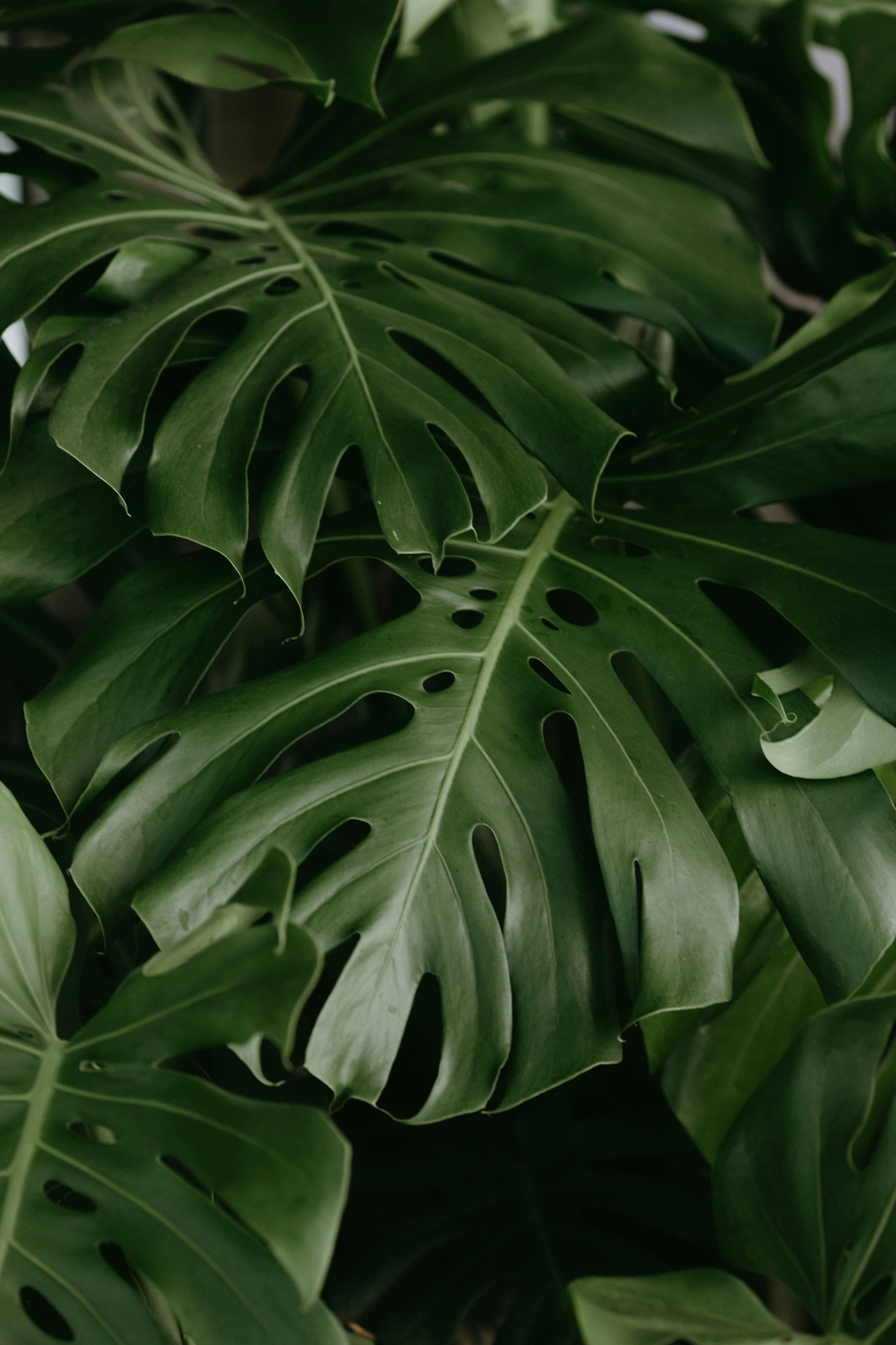 Close-up of lush green monstera plant leaves