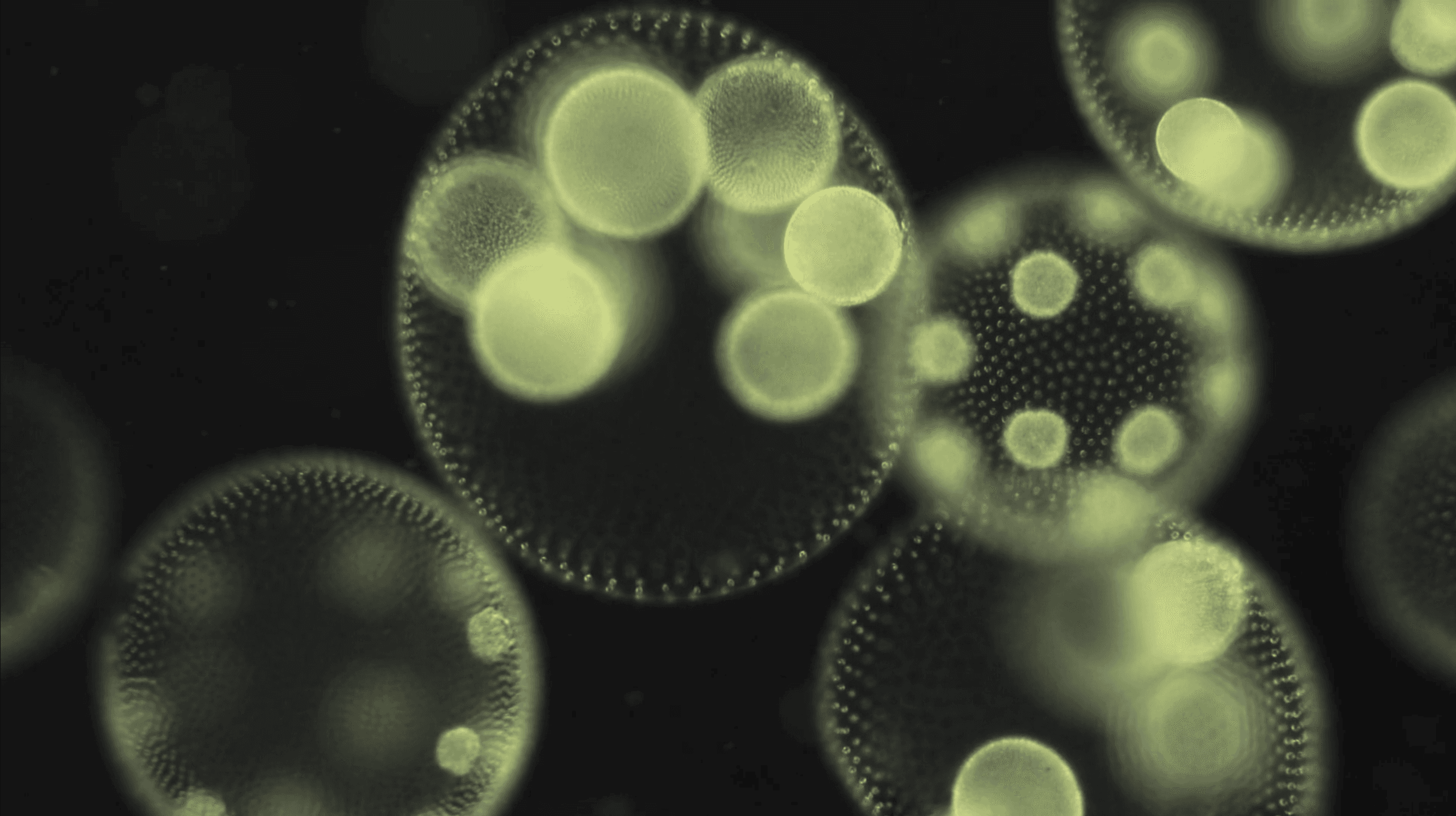 Blikonderwater Producties