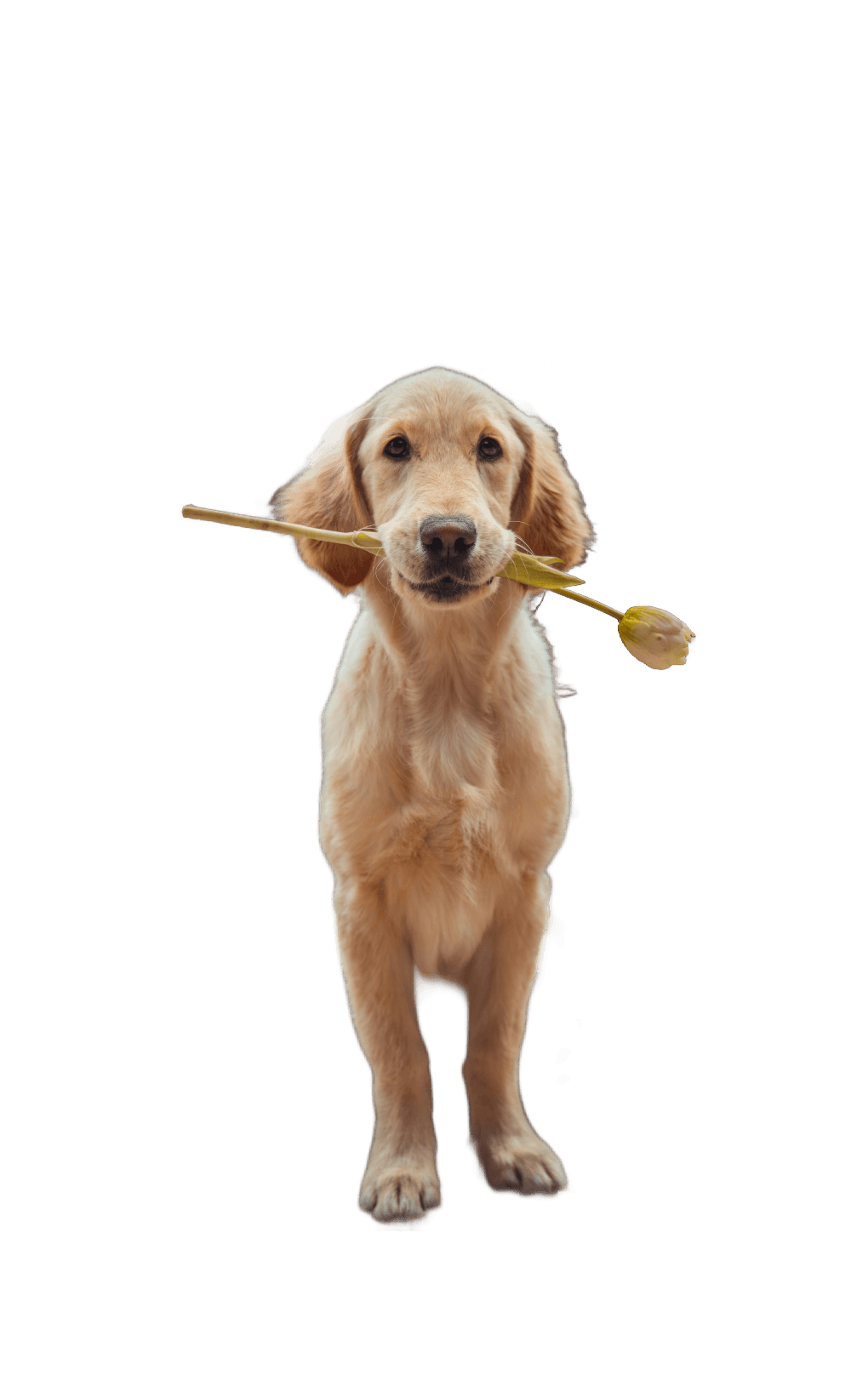yellow Labrador retriever biting yellow tulip flower (Background Removed)