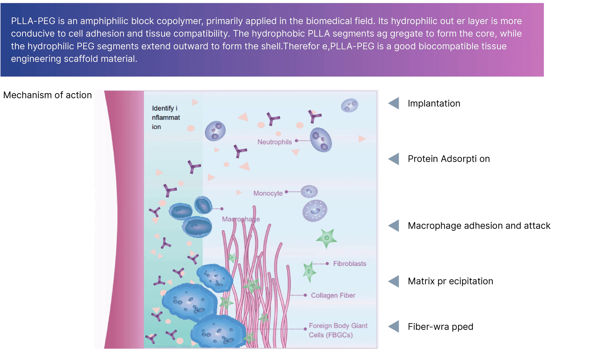 PLLA-PEG vs. Traditional PLLA Filler Longevity
