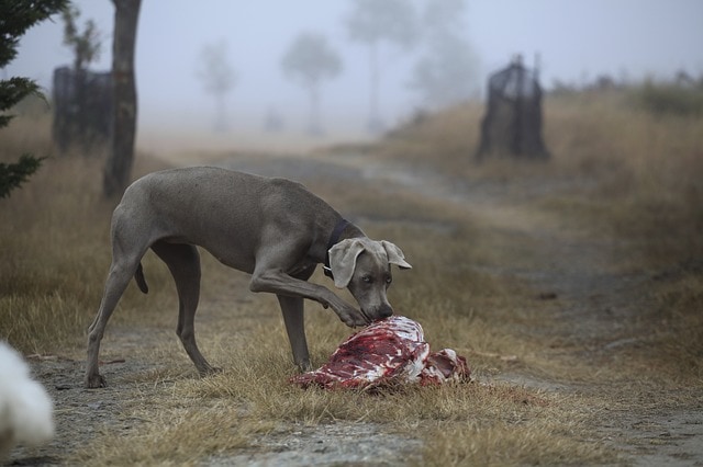 Natuurlijke eetgewoontes voor een gelukkige hond