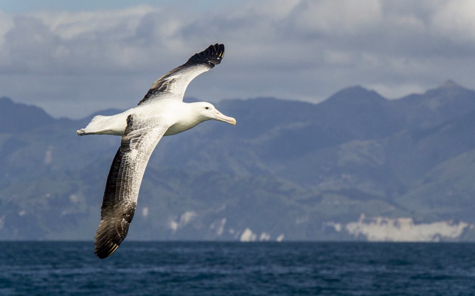 Albatross, der über den Ozean fliegt, mit den Kaikoura-Bergen im Hintergrund.
