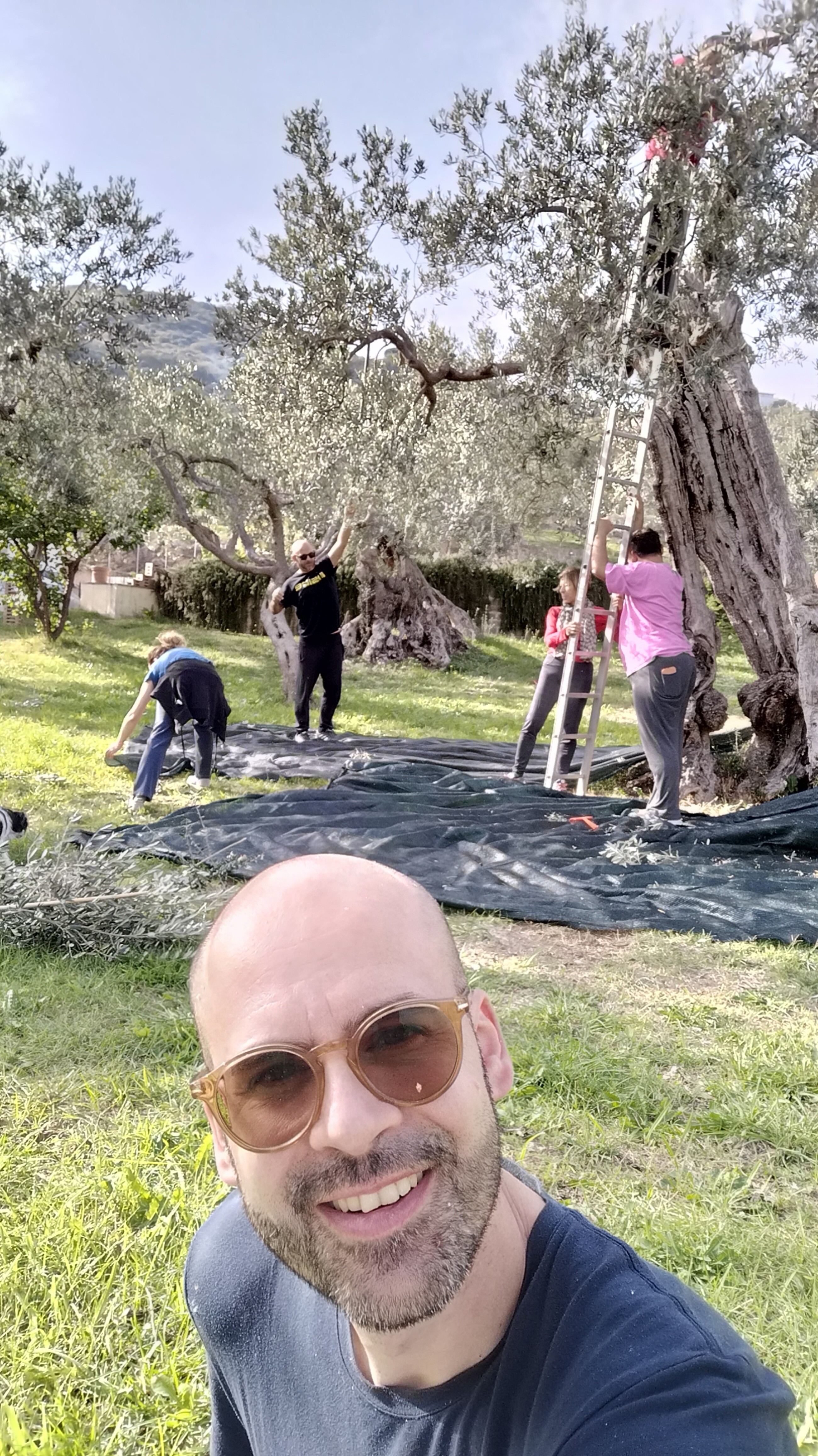 carlo celanetti green code tivoli mentre raccolgie le olive nella sua campagna con amici