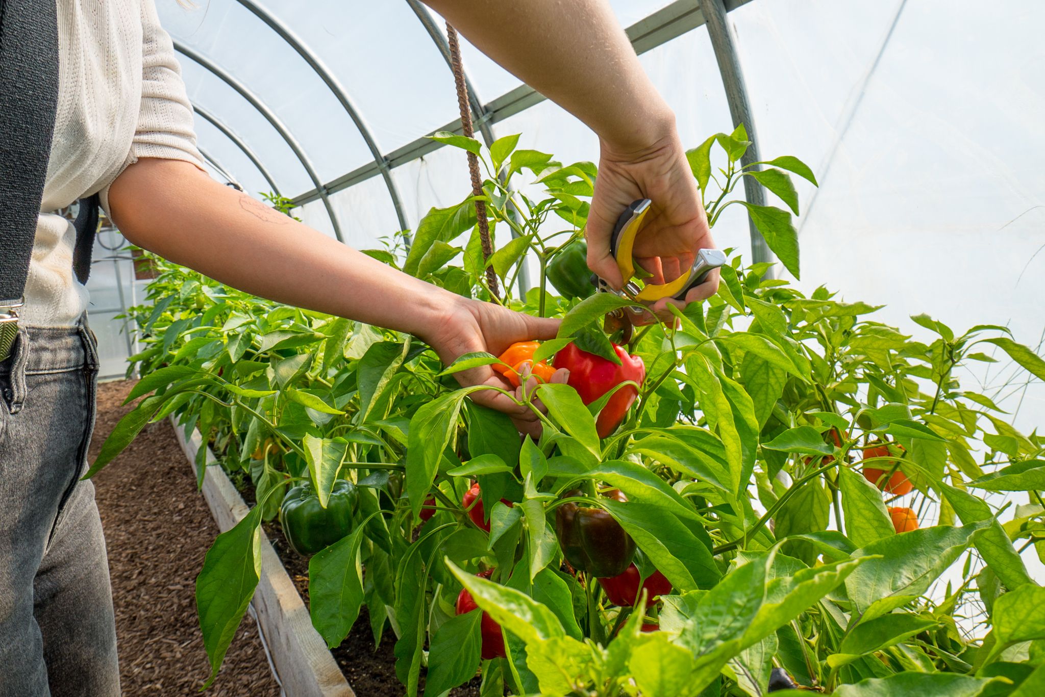 peppers in heermance farm greenhouse