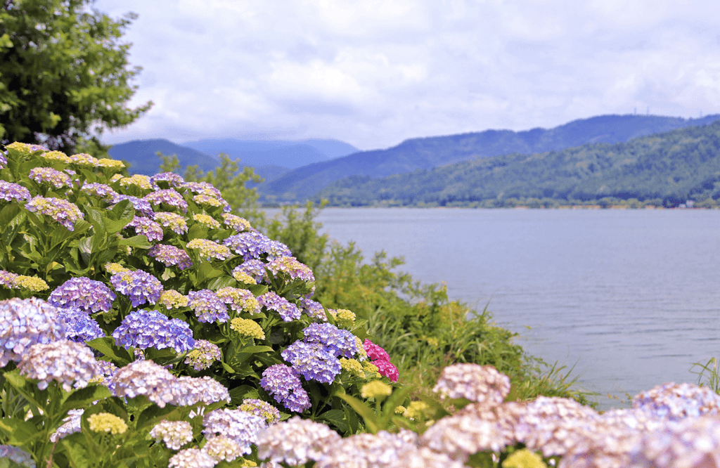 Hydreangas in front of Lake Yogo in Shiga