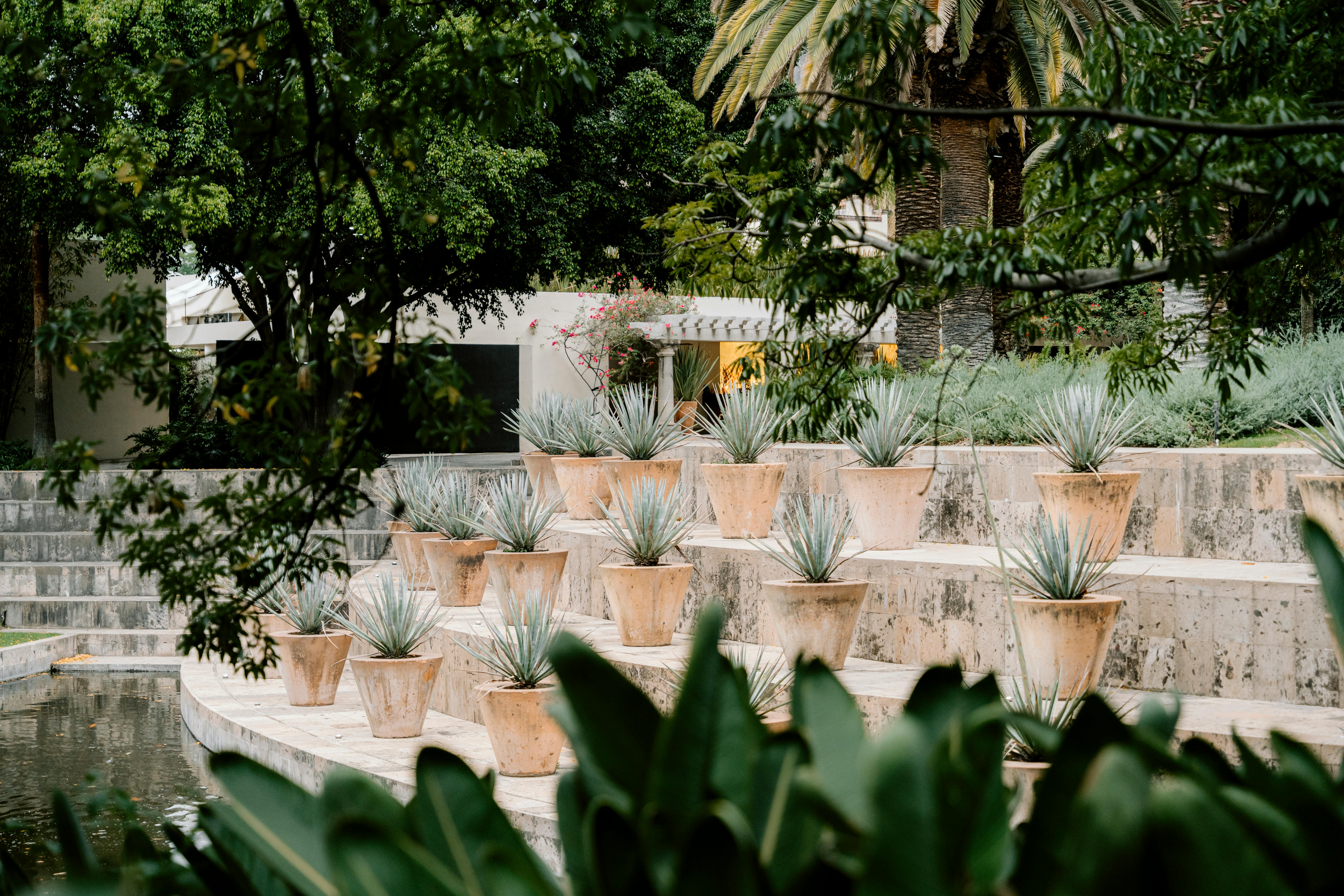 PAISAJISMO CON PLANTAS NATIVAS